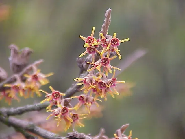 Ozark Witch Hazel (Hamamelis Vernalis) — they unfurl in tones of yellow to red and exude a pleasant