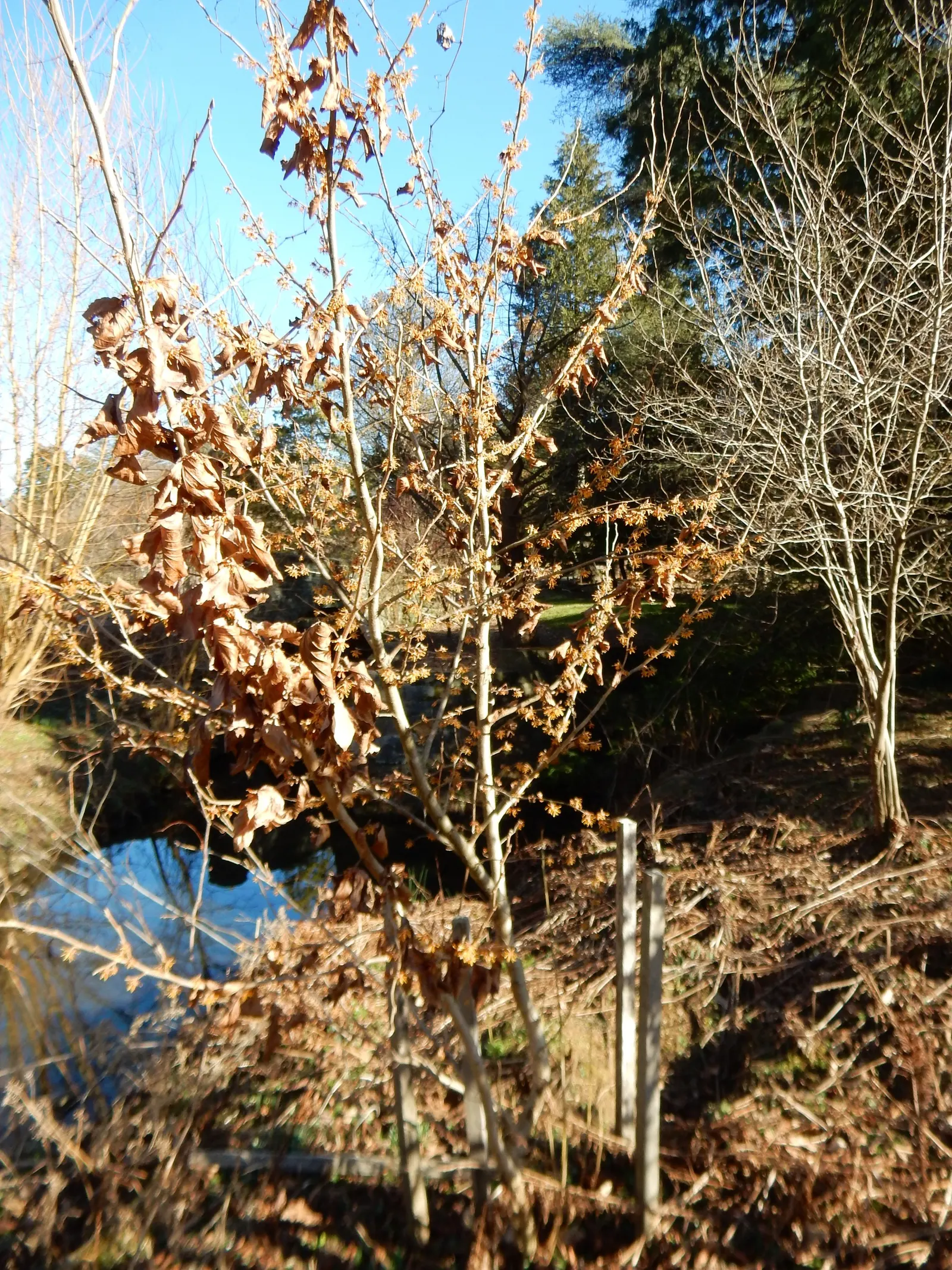 Ozark Witch Hazel (Hamamelis Vernalis) — making it a robust addition to any landscape design