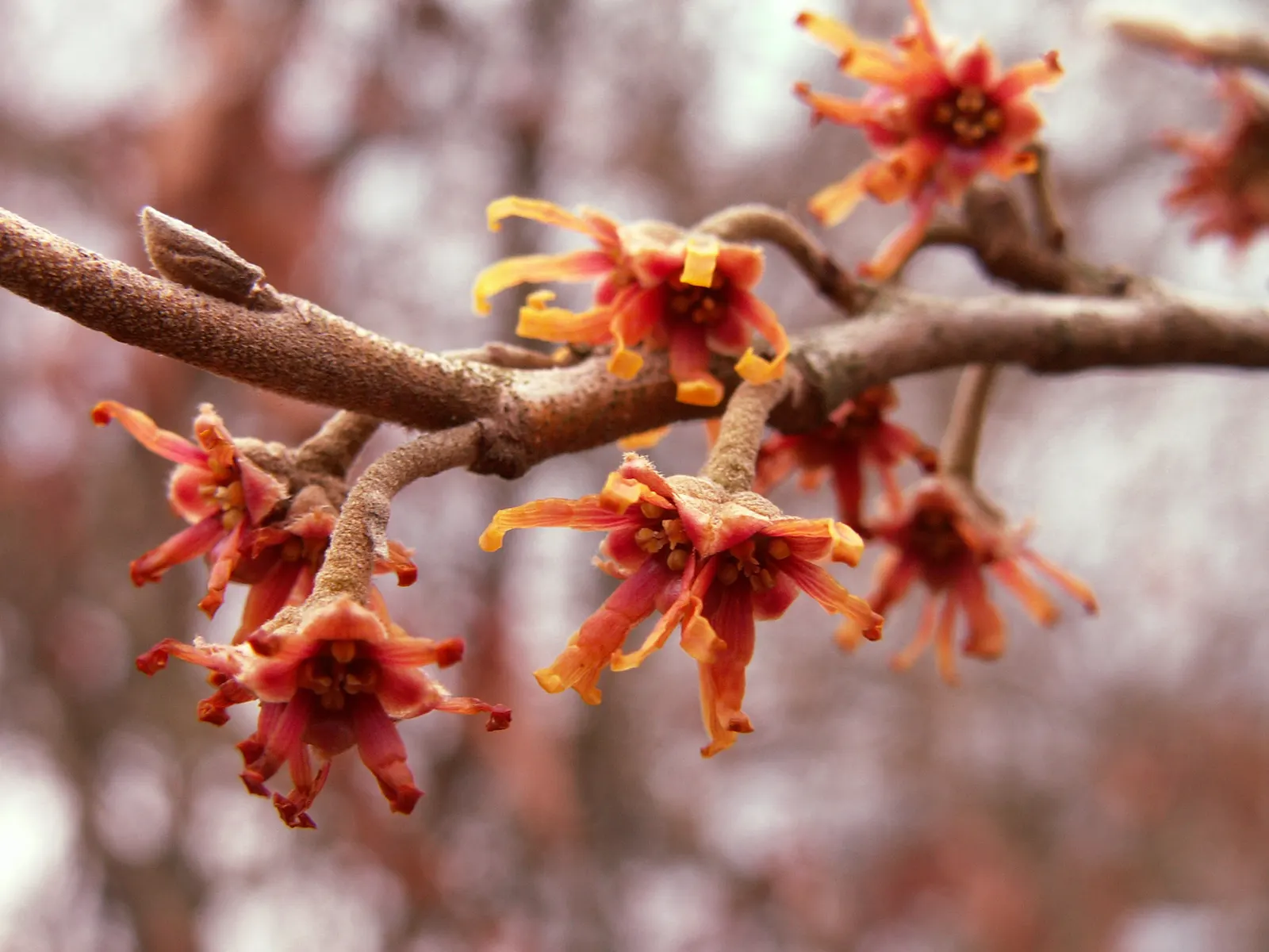 Ozark Witch Hazel (Hamamelis Vernalis) — scientifically referred to as Hamamelis vernalis
