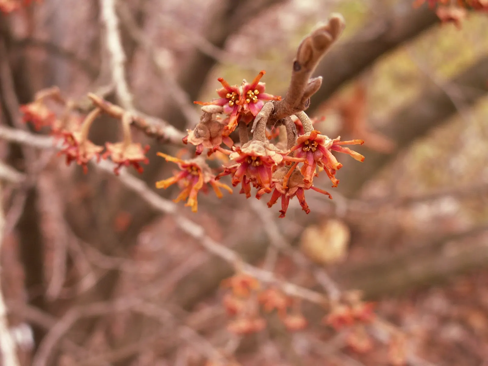 Ozark Witch Hazel (Hamamelis Vernalis) — prefers well-drained soils