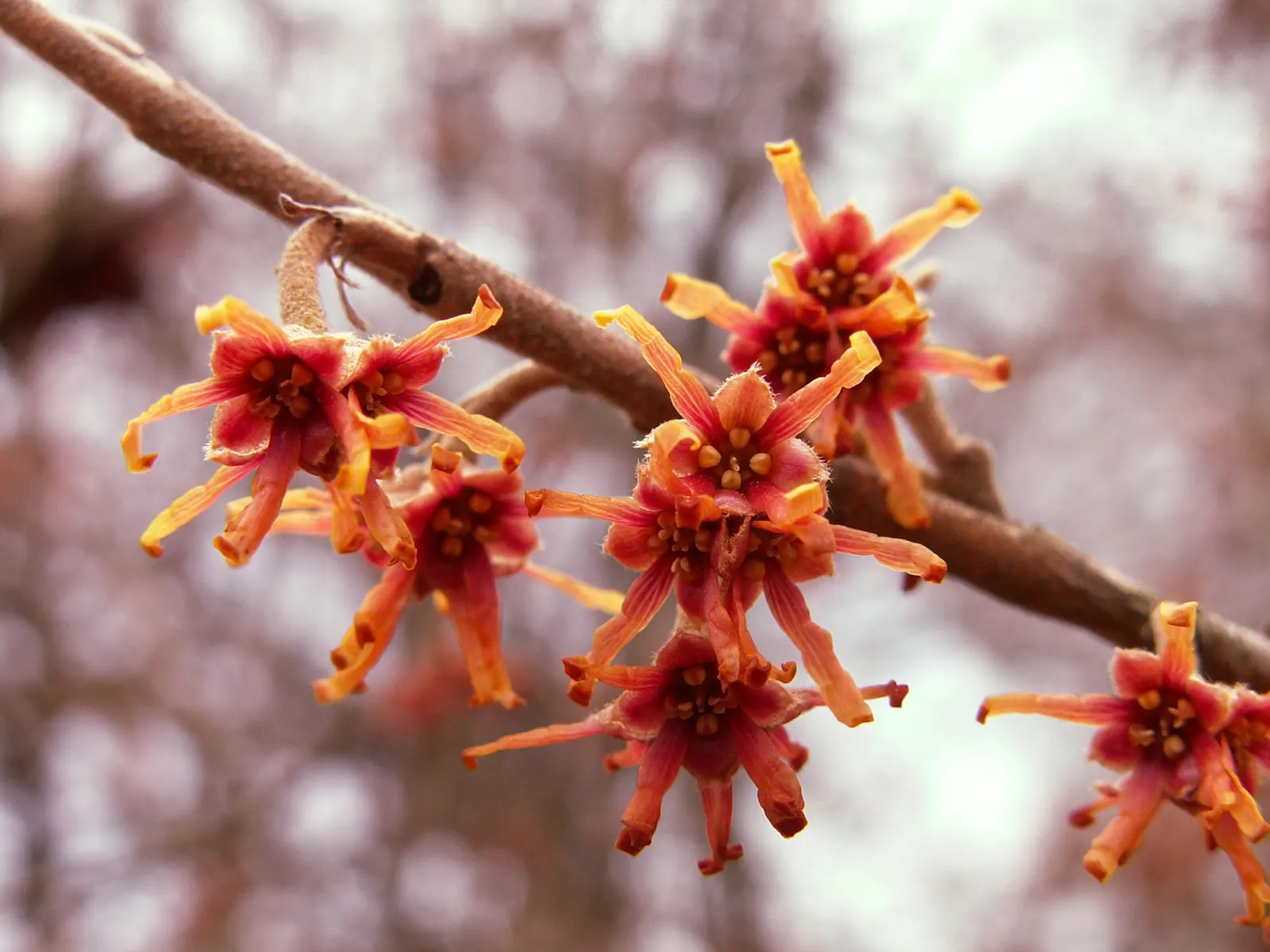 Ozark Witch Hazel (Hamamelis Vernalis) — It reaches 6-10 feet in height and spreads equally wide