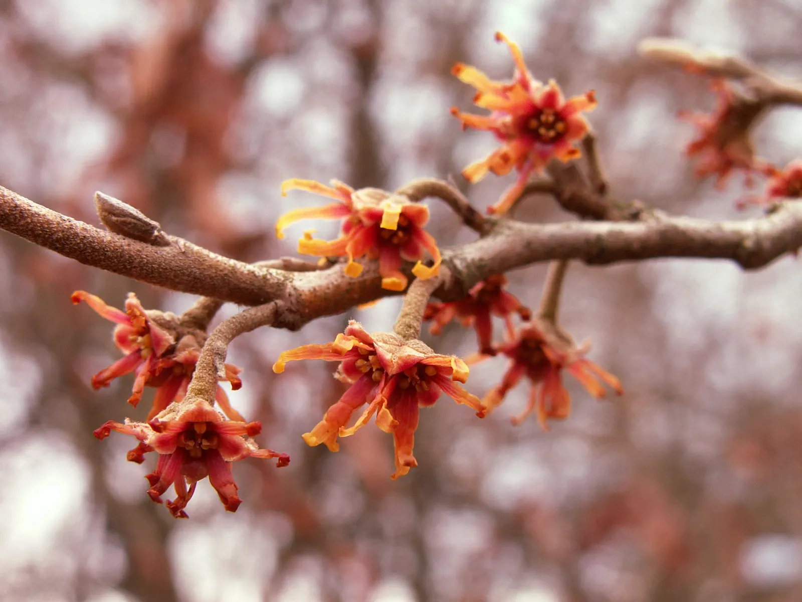 Ozark Witch Hazel (Hamamelis Vernalis) — This low-maintenance plant thrives in full sun to partial shade