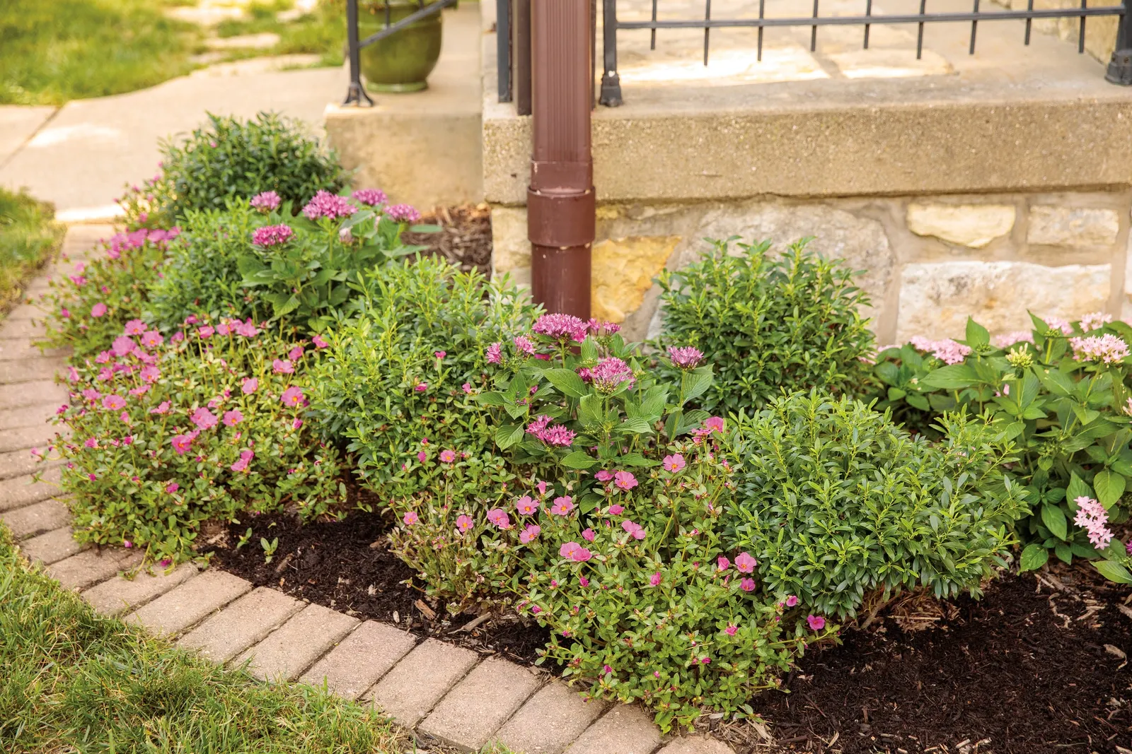 Gem Box® Inkberry holly (Ilex glabra) — The Ilex glabra Gem Box® is a compact evergreen inkberry holly with a dense