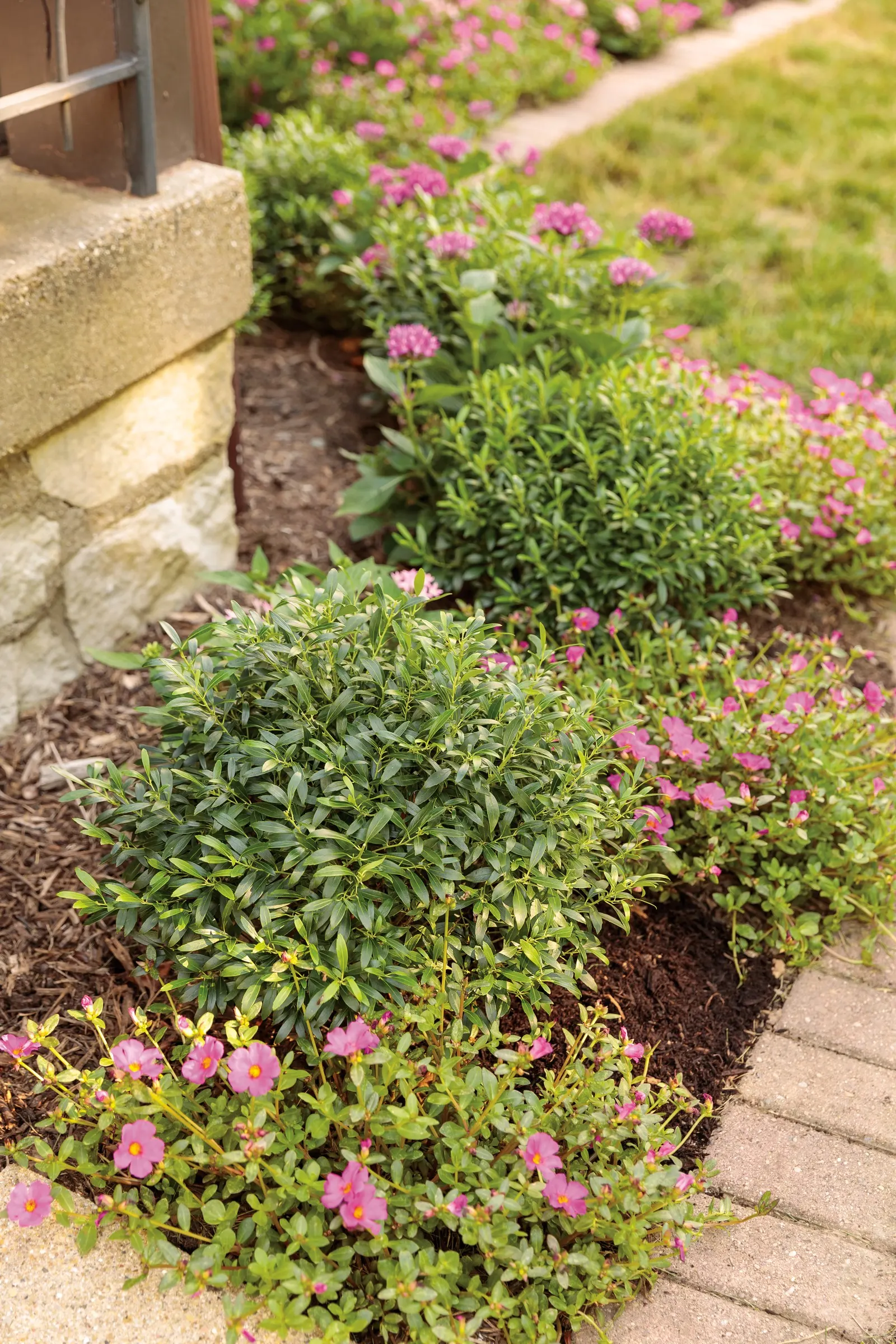 Gem Box® Inkberry holly (Ilex glabra) — the fresh flush of growth is touched with attractive red tips