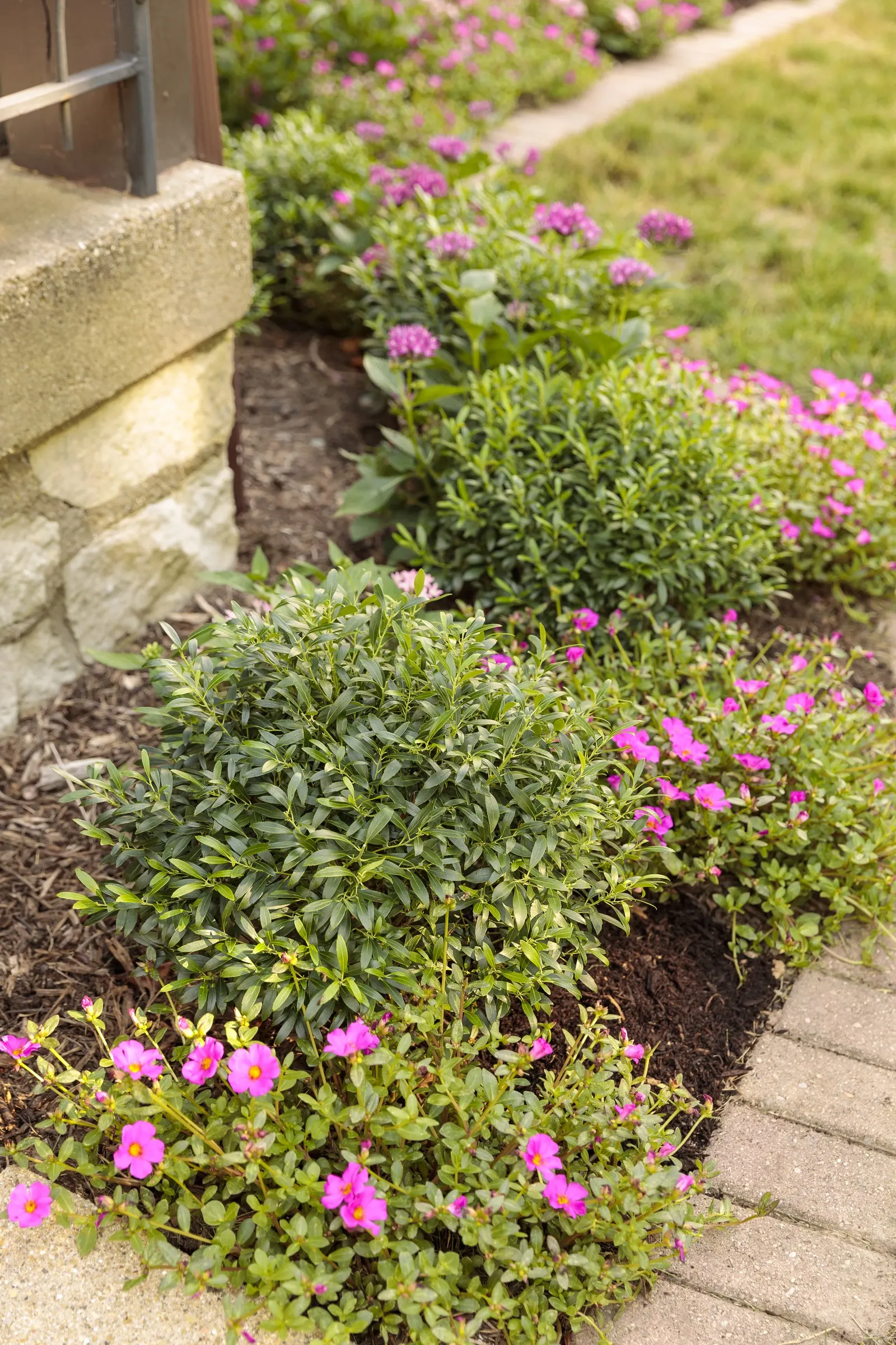 Gem Box® Inkberry holly (Ilex glabra) — commonly referred to as Gem Box® Inkberry holly
