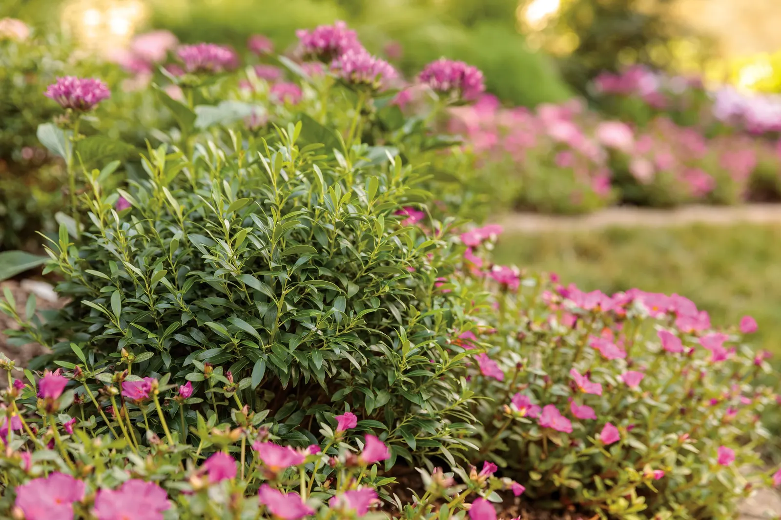Gem Box® Inkberry holly (Ilex glabra) — Tiny white flowers may appear