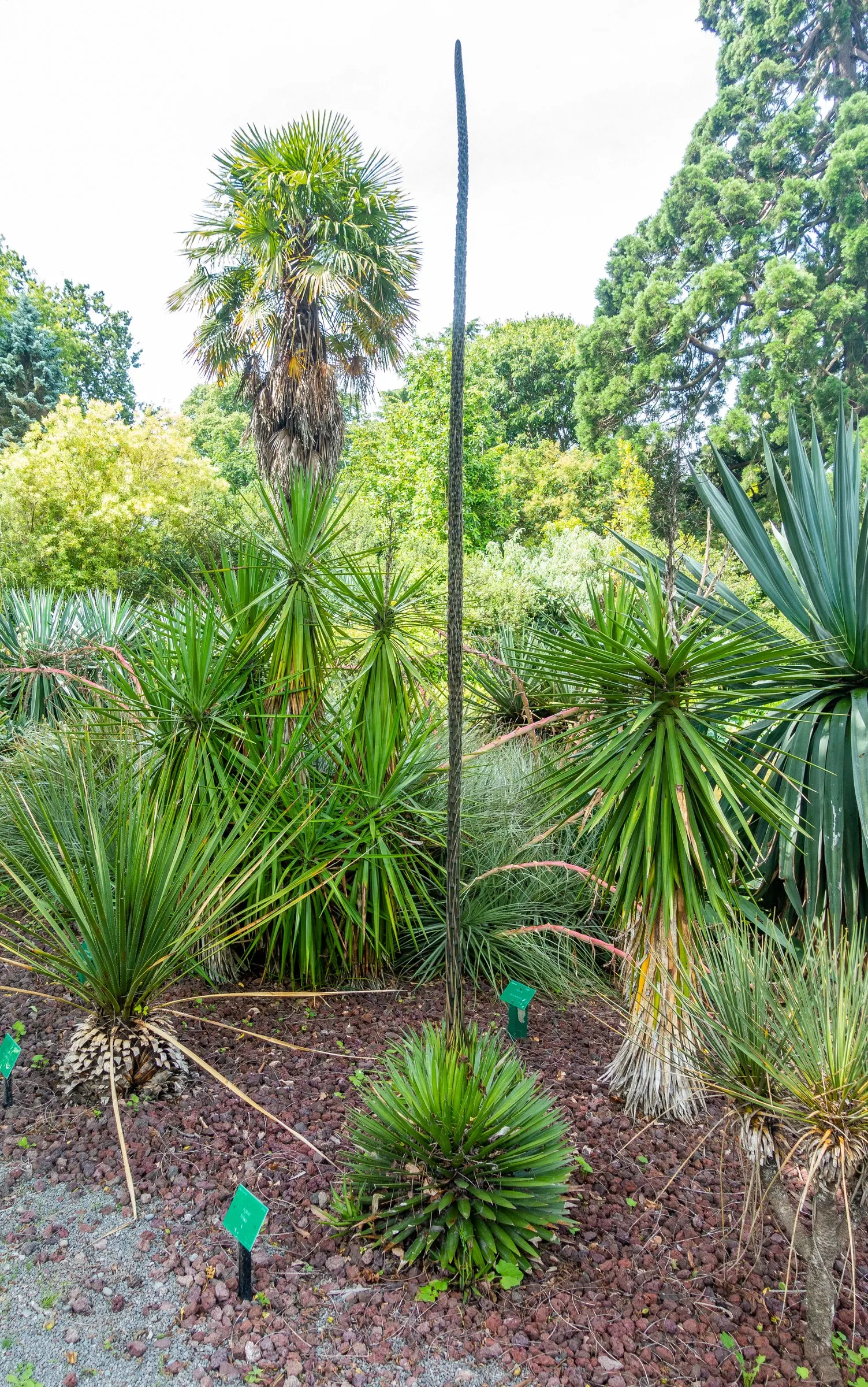 Fiber Thread Agave, Thread-Leaf Aga (Agave Filifera) — Well-draining soil is crucial to prevent root rot; each leaf is adorned with decorative white threads