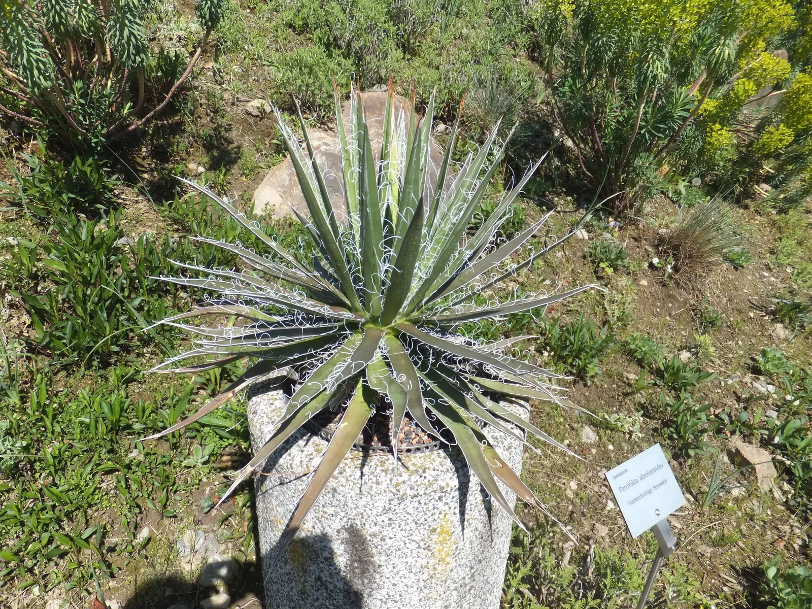 Fiber Thread Agave, Thread-Leaf Aga (Agave Filifera) — Each leaf is adorned with decorative white threads; well-draining soil is crucial to prevent root rot