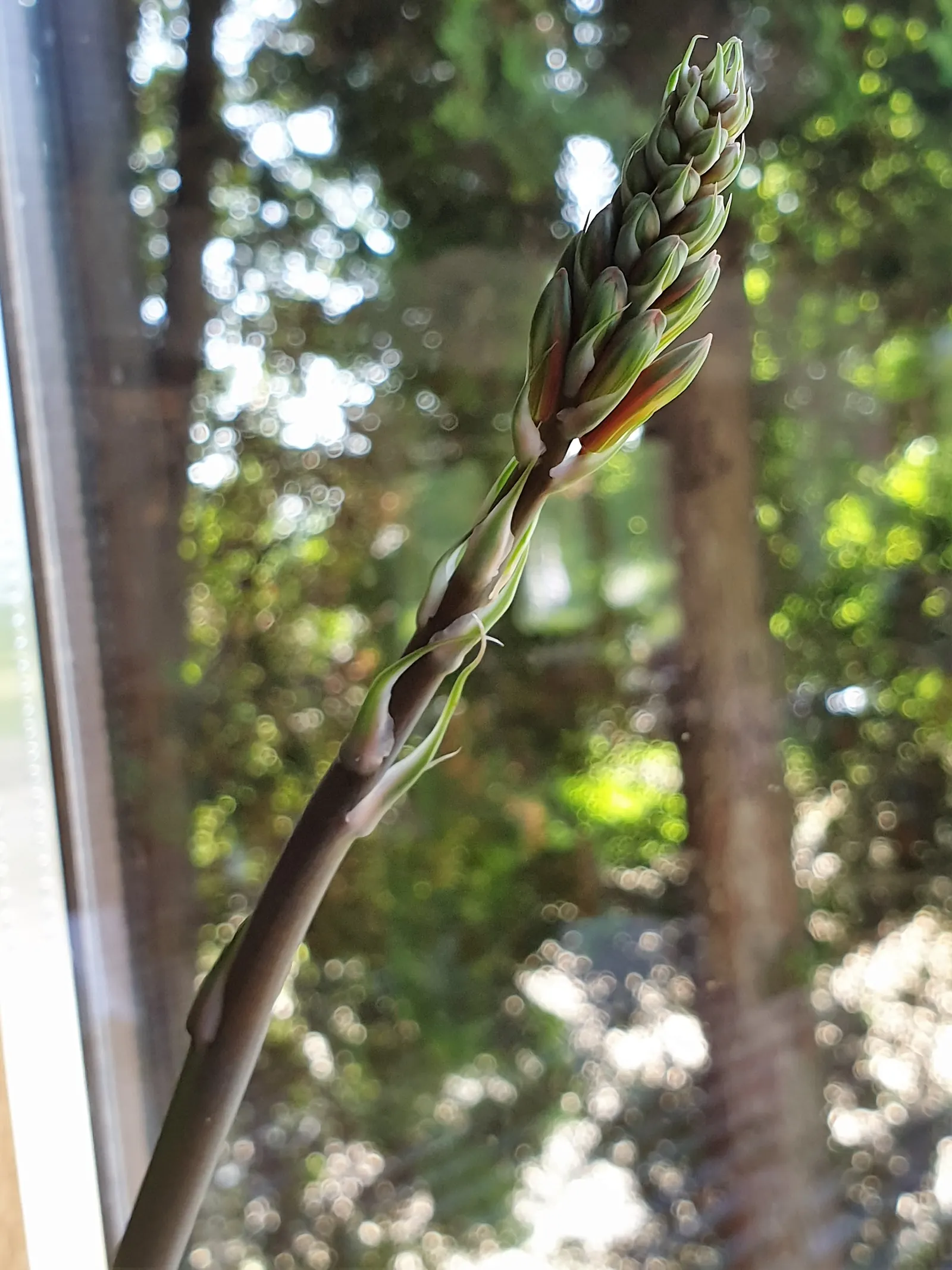 Fiber Thread Agave, Thread-Leaf Aga (Agave Filifera) — Each leaf is adorned with decorative white threads