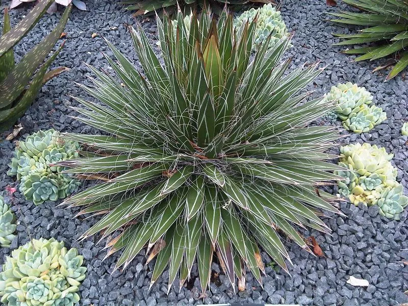 Fiber Thread Agave, Thread-Leaf Aga (Agave Filifera) — making it ideal for xeriscaping or low-water gardens