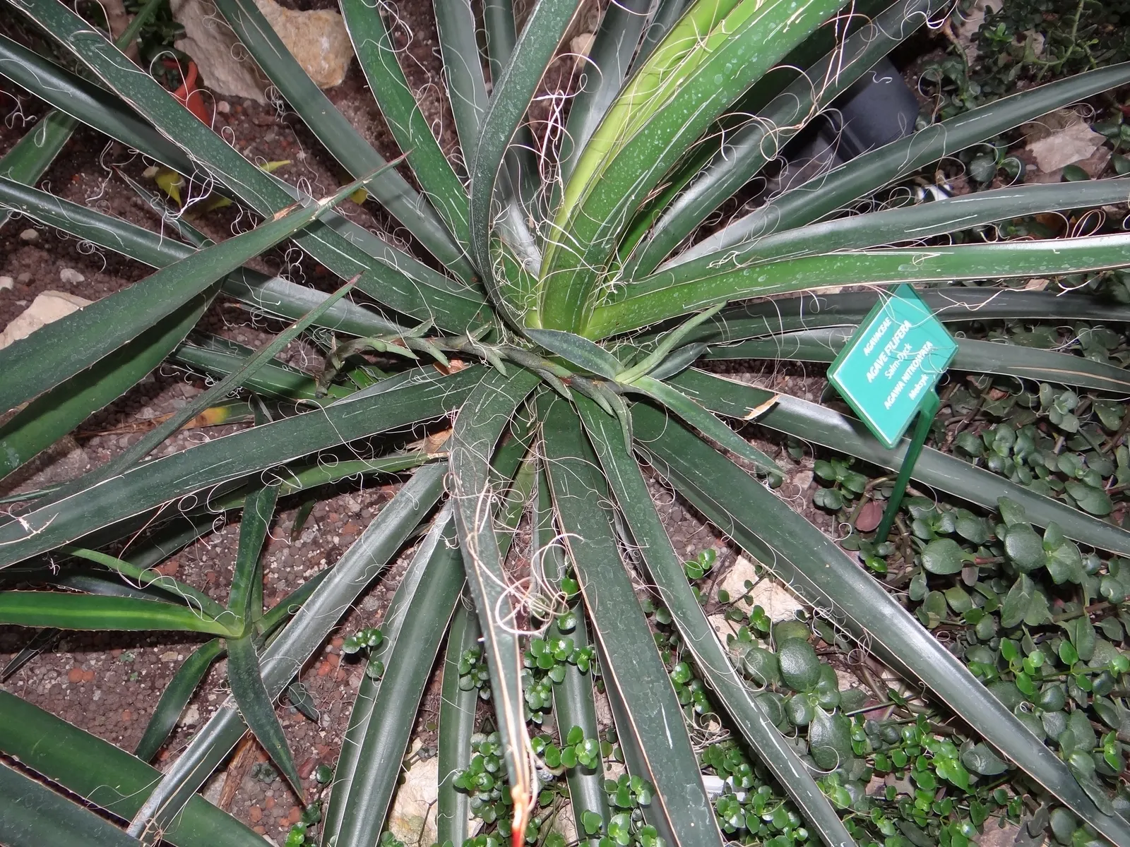 Fiber Thread Agave, Thread-Leaf Aga (Agave Filifera) — is a distinctive and eye-catching succulent that\'s native to central Mexico