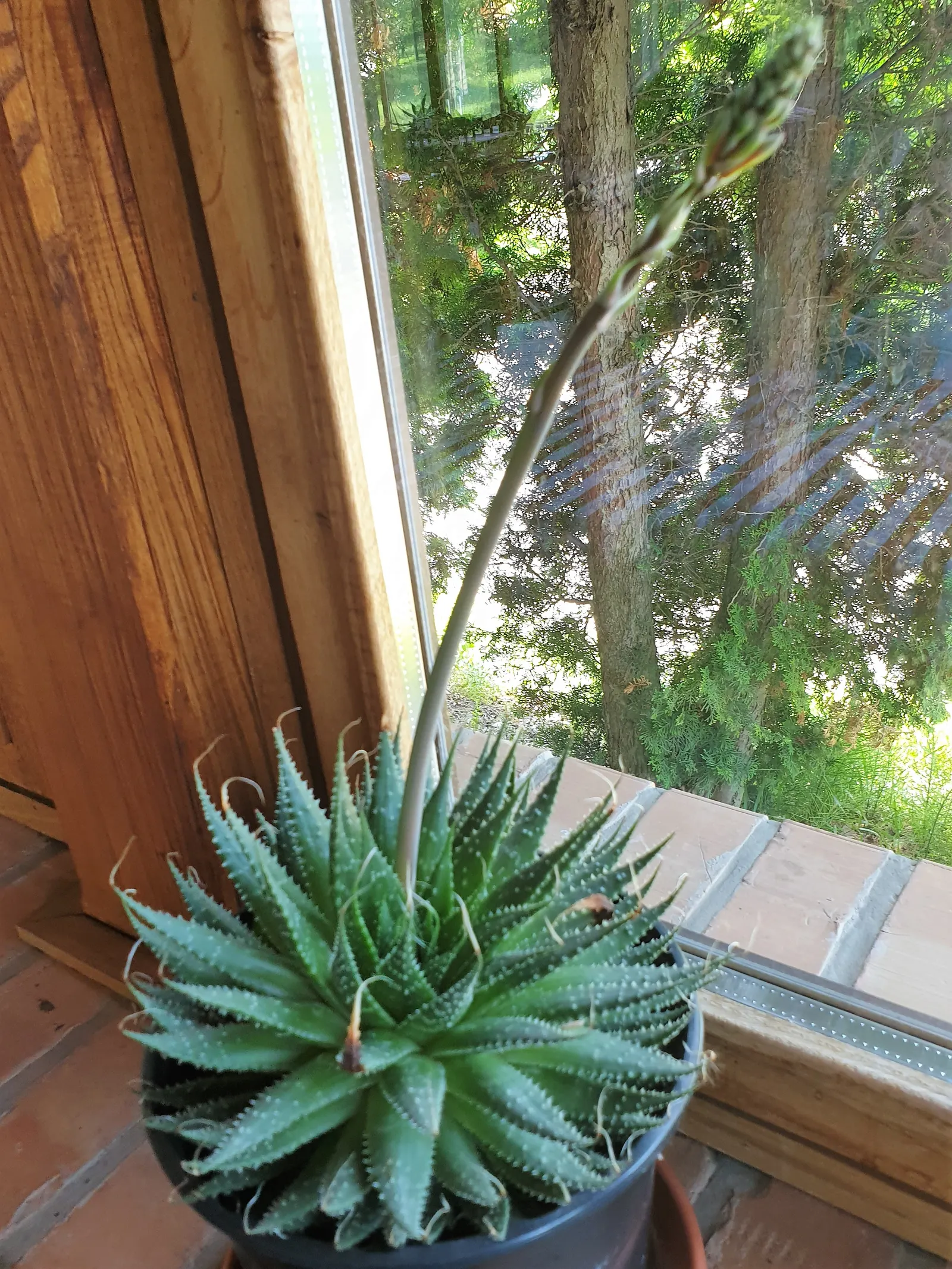 Fiber Thread Agave, Thread-Leaf Aga (Agave Filifera) — or in containers that can be moved to protect the plant from extreme cold weather