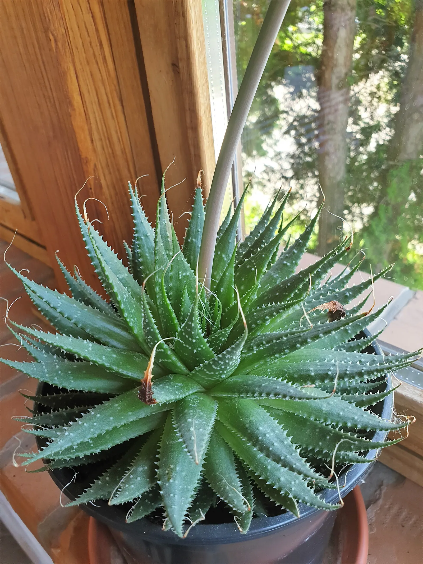Fiber Thread Agave, Thread-Leaf Aga (Agave Filifera) — away from high-traffic areas to avoid accidental encounters