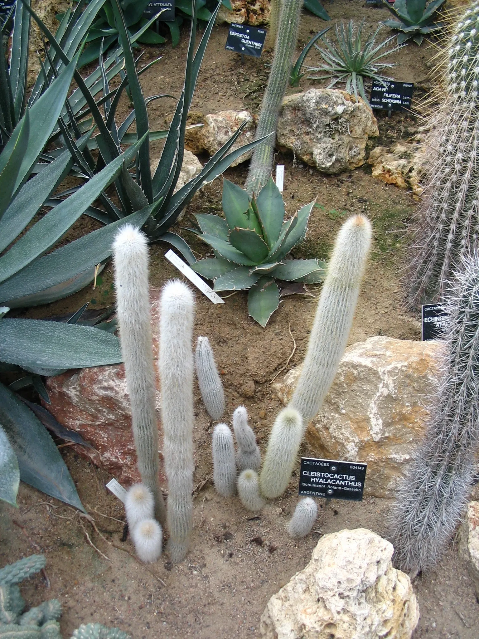 Fiber Thread Agave, Thread-Leaf Aga (Agave Filifera) — consider it as a focal point in rock gardens
