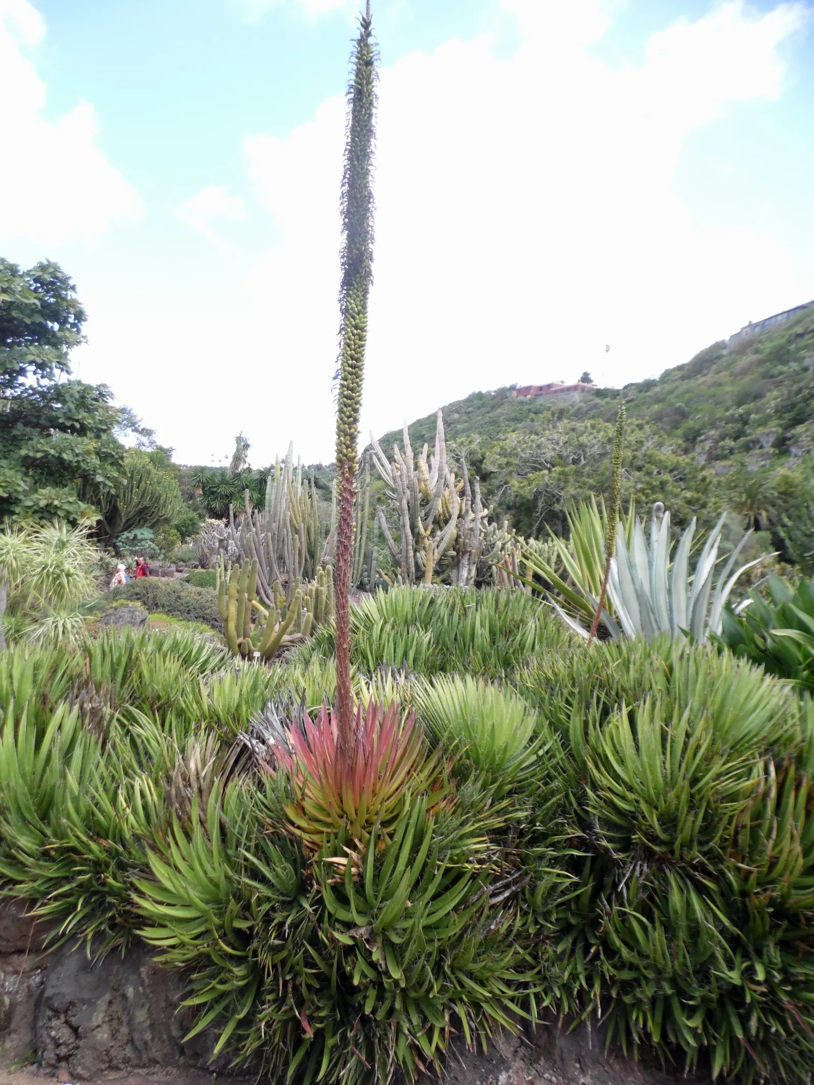 Fiber Thread Agave, Thread-Leaf Aga (Agave Filifera) — preferring full sun exposure but can tolerate some light shade; or in containers that can be moved to
