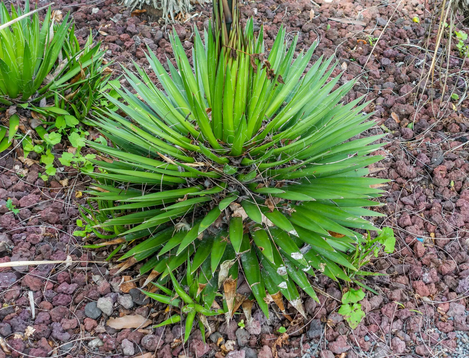 Fiber Thread Agave, Thread-Leaf Aga (Agave Filifera) — this agave may eventually produce a tall; preferring full sun exposure but can tolerate some light shade