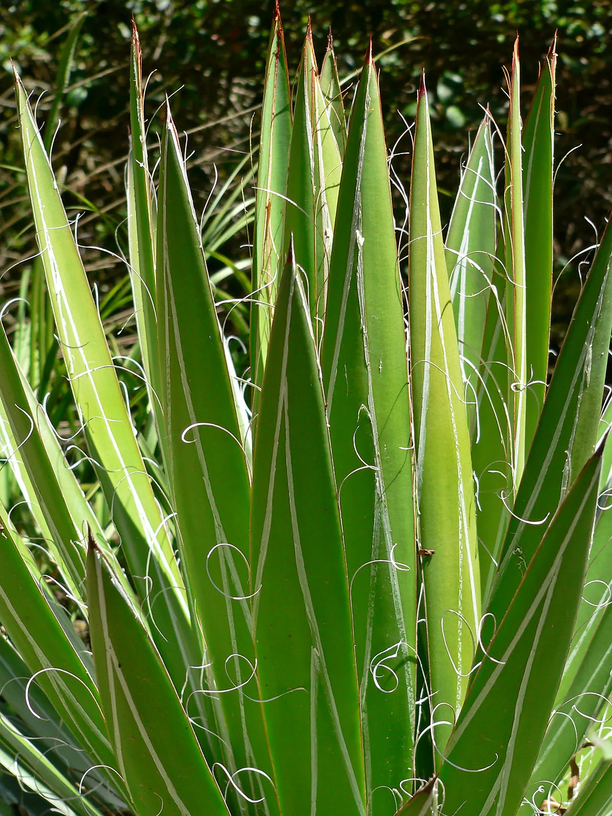 Fiber Thread Agave, Thread-Leaf Aga (Agave Filifera) — This low-maintenance perennial thrives in USDA zones 8-11; as part of a succulent collection