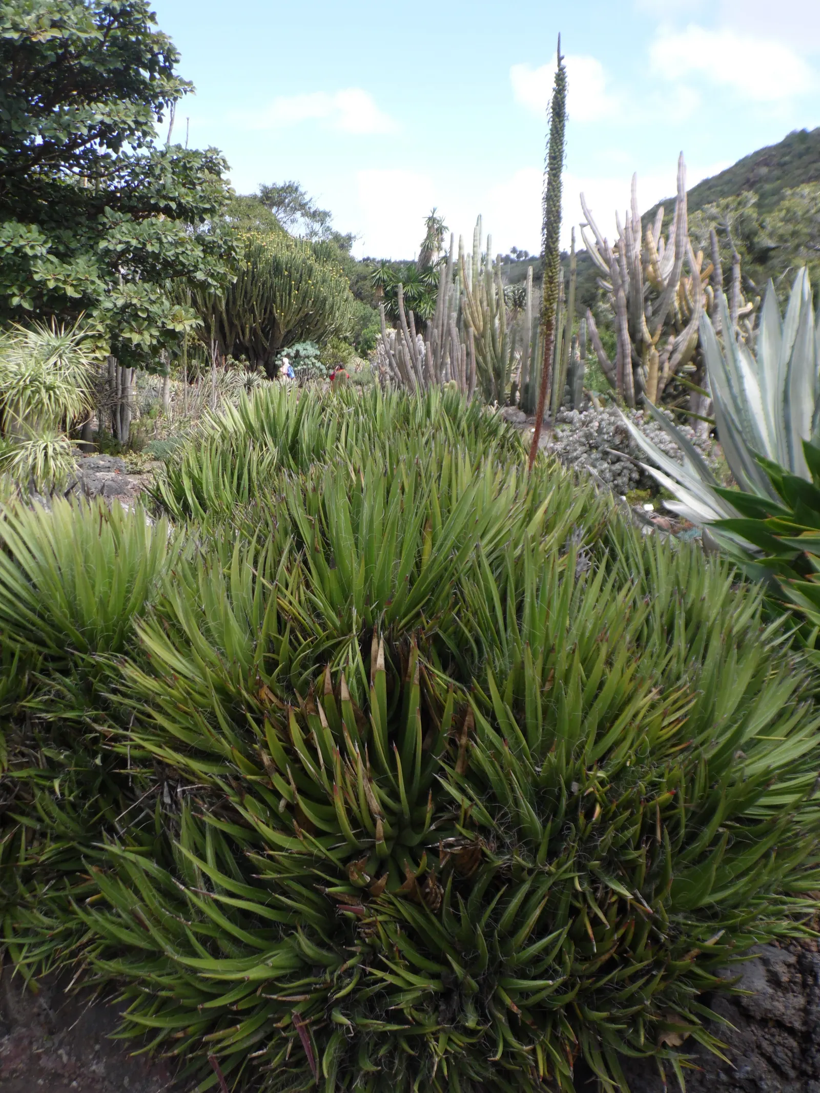 Fiber Thread Agave, Thread-Leaf Aga (Agave Filifera) — averaging about 18 inches in length and up to 1.5 inches wide