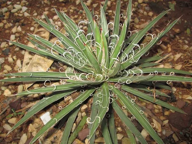 Fiber Thread Agave, Thread-Leaf Aga (Agave Filifera) — is a compact succulent featuring rosettes of dark green leaves up to 18 inches wide