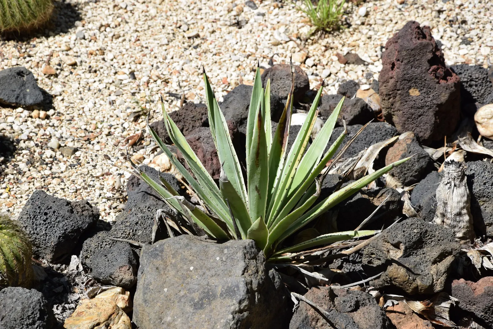 Fiber Thread Agave, Thread-Leaf Aga (Agave Filifera) — It thrives best in USDA hardiness zones 9 through 11