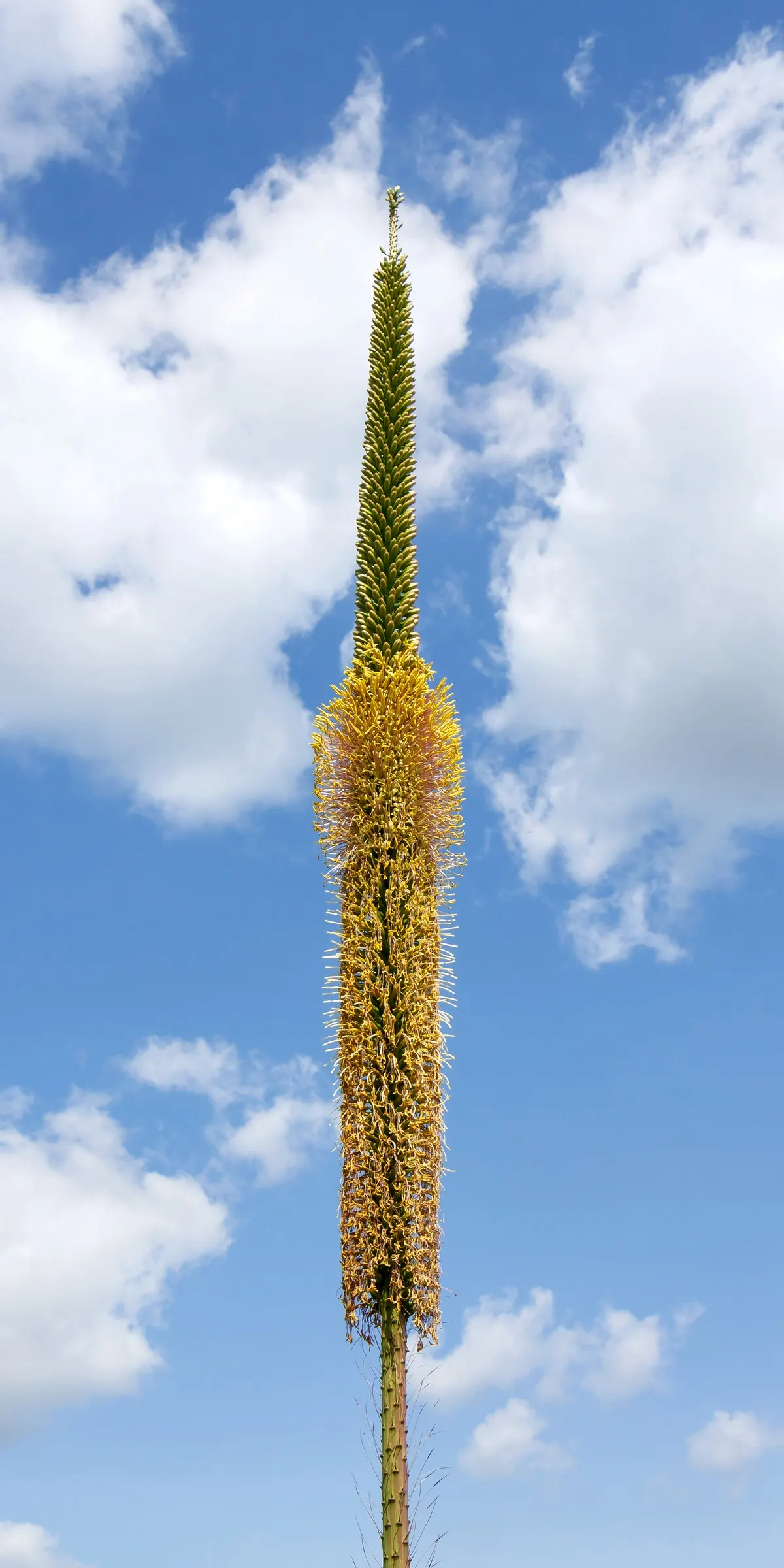 Fiber Thread Agave, Thread-Leaf Aga (Agave Filifera) — as part of a succulent collection
