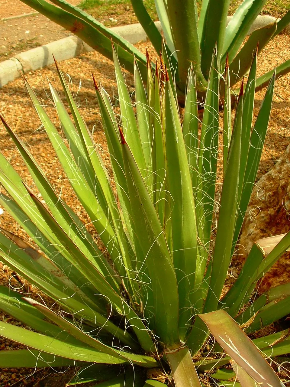 Fiber Thread Agave, Thread-Leaf Aga (Agave Filifera) — typical of many succulents when overwatered.<br><br>Although slow-growing; is a distinctive and