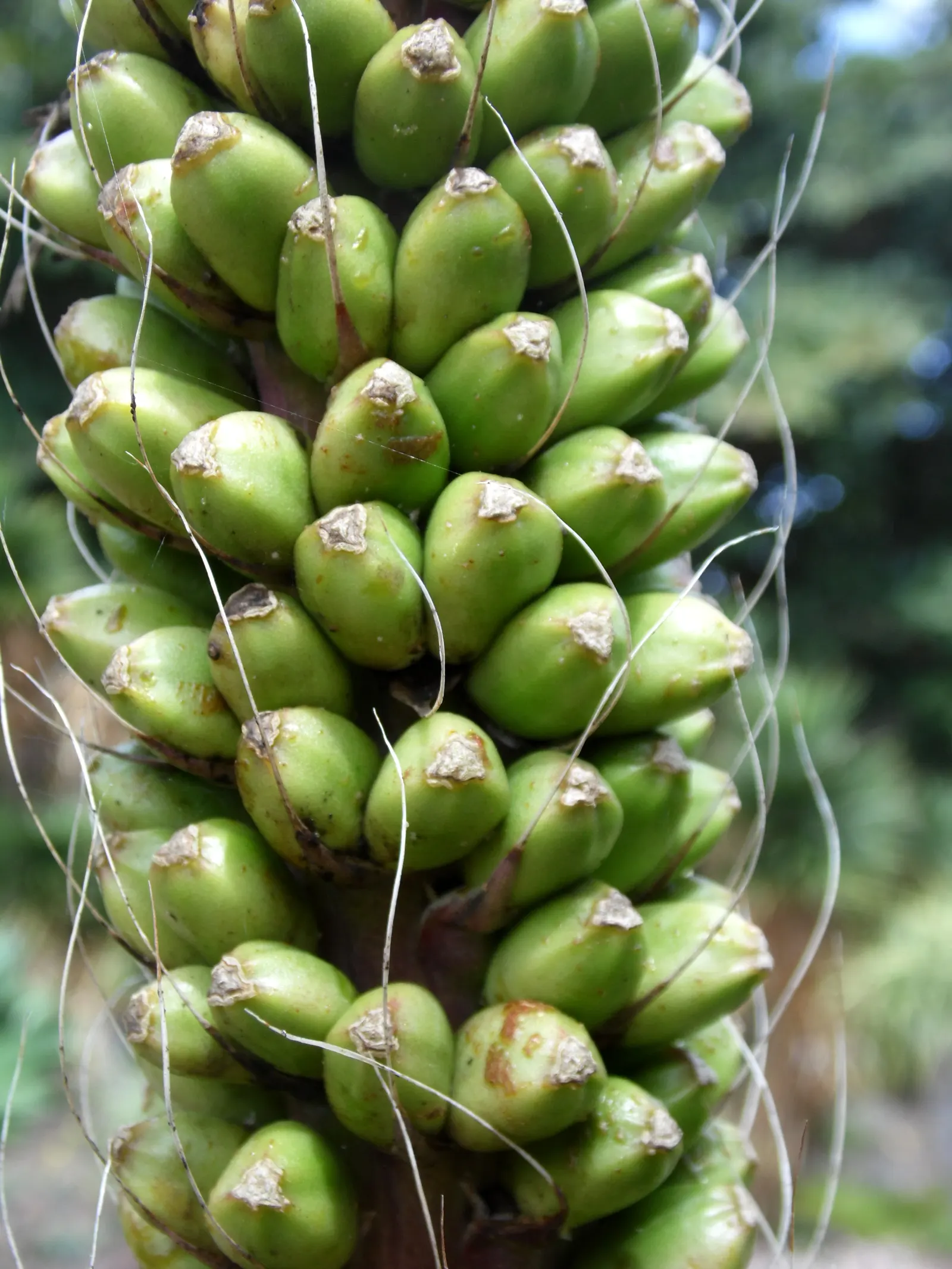 Fiber Thread Agave, Thread-Leaf Aga (Agave Filifera) — dramatic flower stalk reaching heights of up to 12 feet