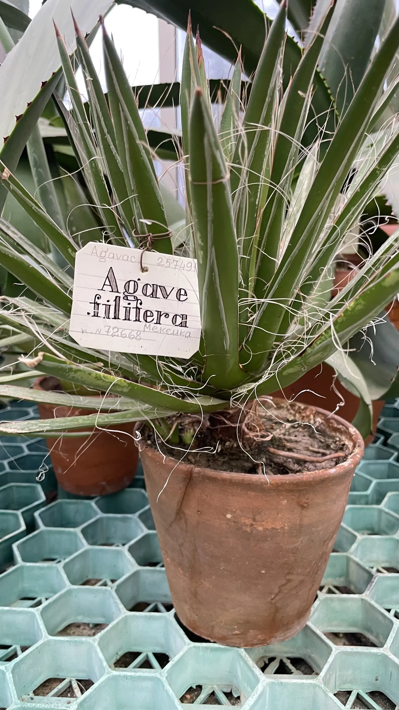 Fiber Thread Agave, Thread-Leaf Aga (Agave Filifera) — is a distinctive and eye-catching succulent that\'s native to central Mexico; drought-tolerant once