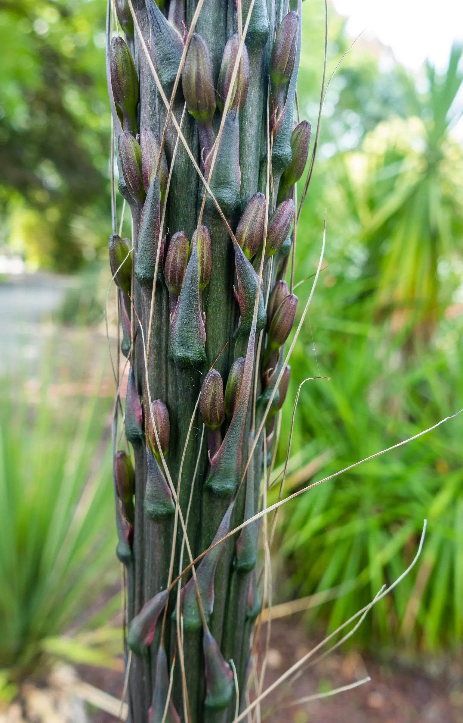 Fiber Thread Agave, Thread-Leaf Aga (Agave Filifera) — and requires well-draining soil