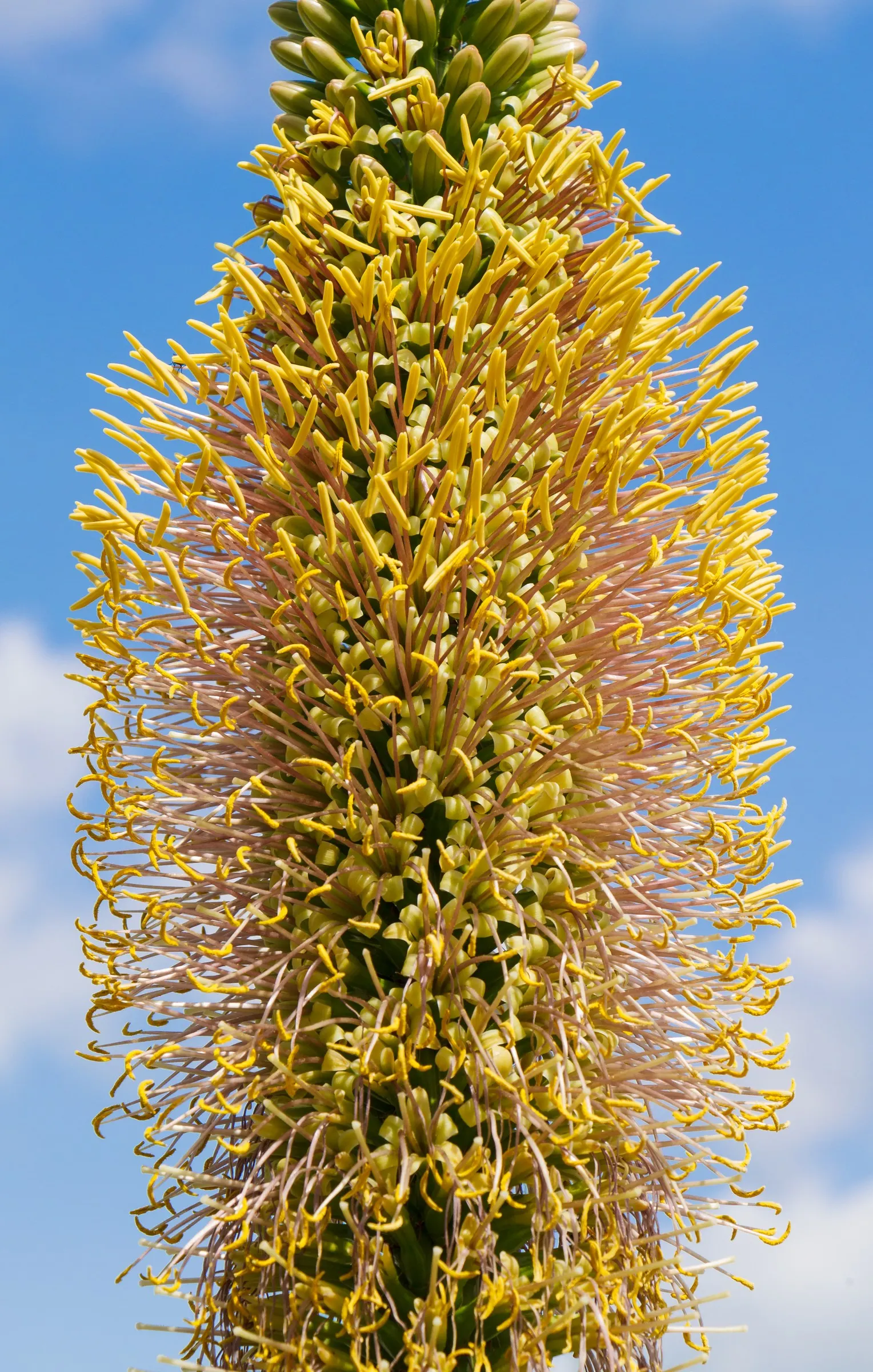 Fiber Thread Agave, Thread-Leaf Aga (Agave Filifera) — succulent for full or half