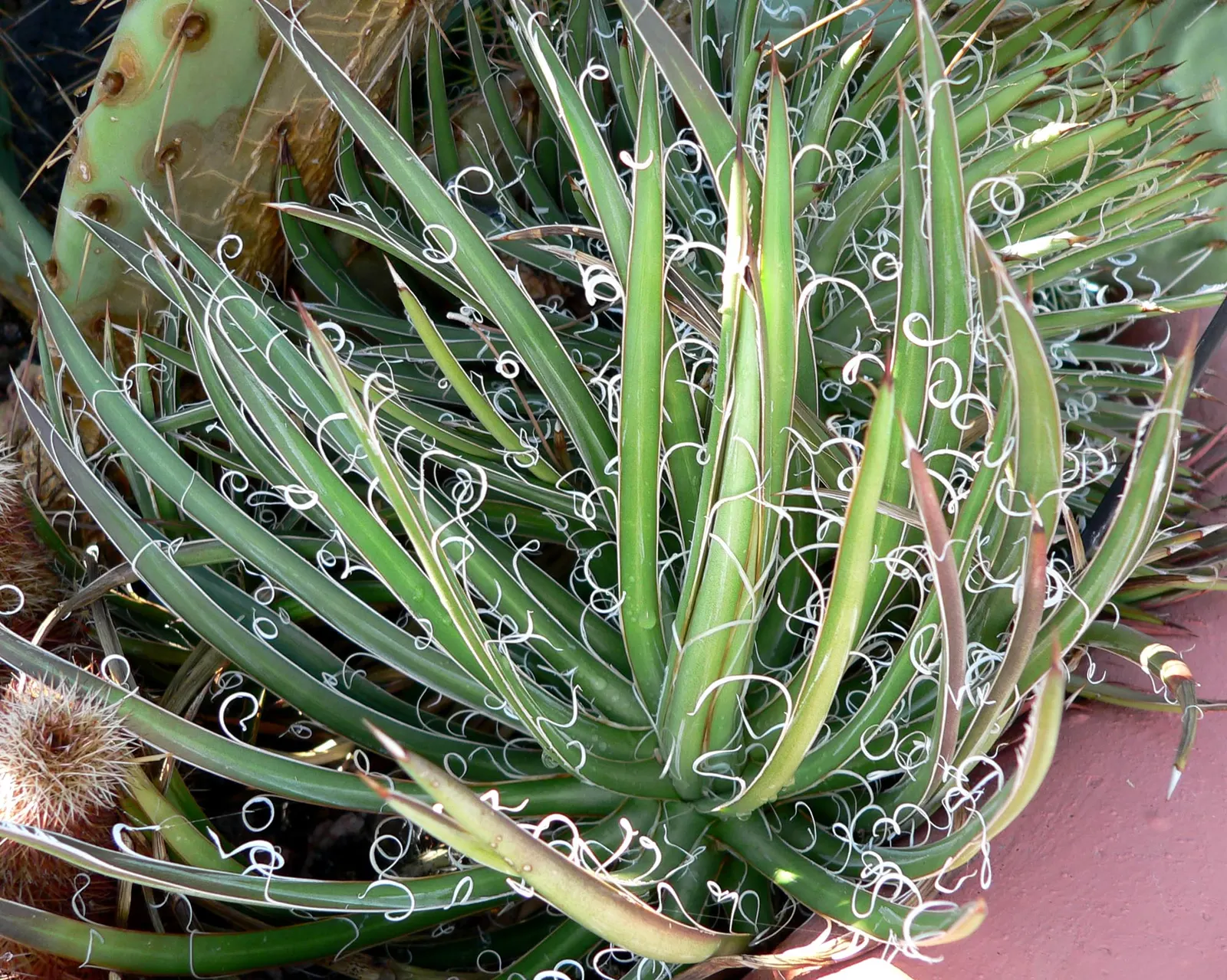 Fiber Thread Agave, Thread-Leaf Aga (Agave Filifera) — Well-draining soil is crucial to prevent root rot