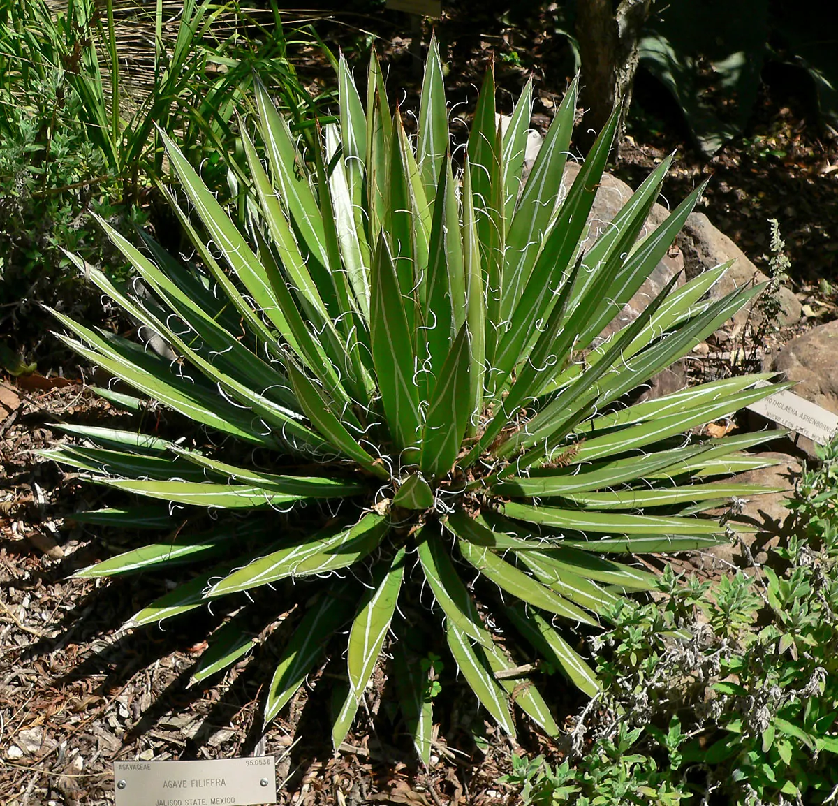Fiber Thread Agave, Thread-Leaf Aga (Agave Filifera) — Drought-tolerant once established; it thrives best in USDA hardiness zones 9 through 11