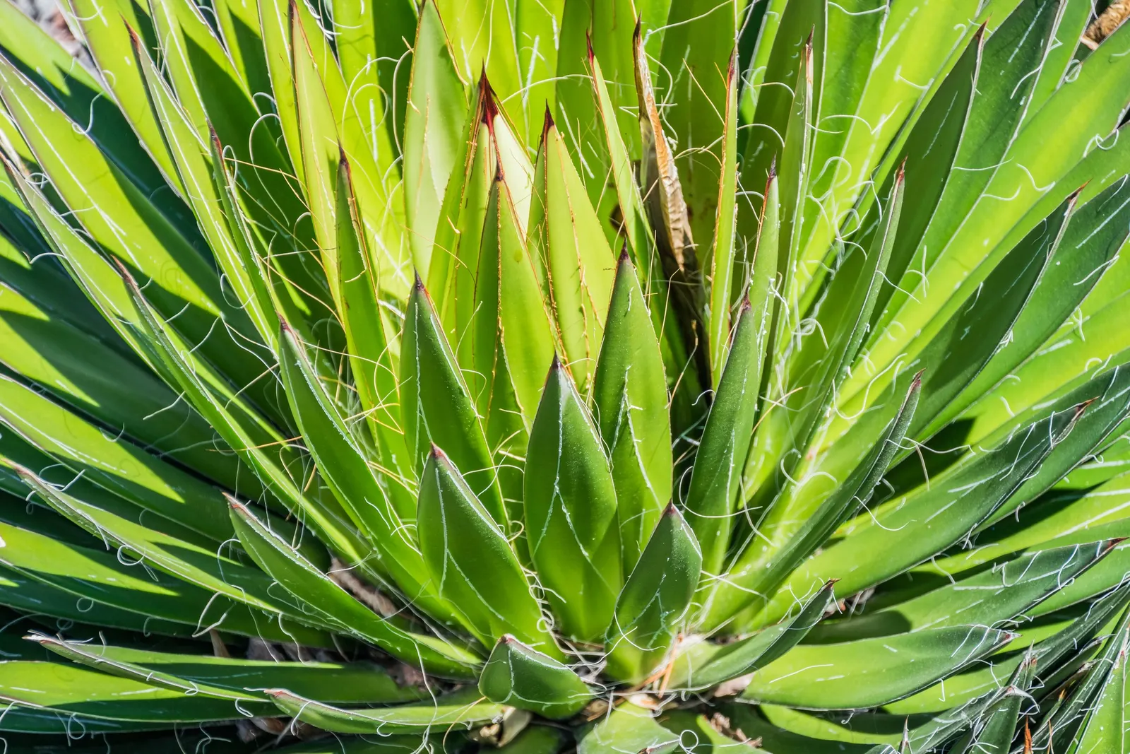 Fiber Thread Agave, Thread-Leaf Aga (Agave Filifera) — and requires well-draining soil; commonly referred to as the Fiber Thread Agave or Thread-leaf Agave