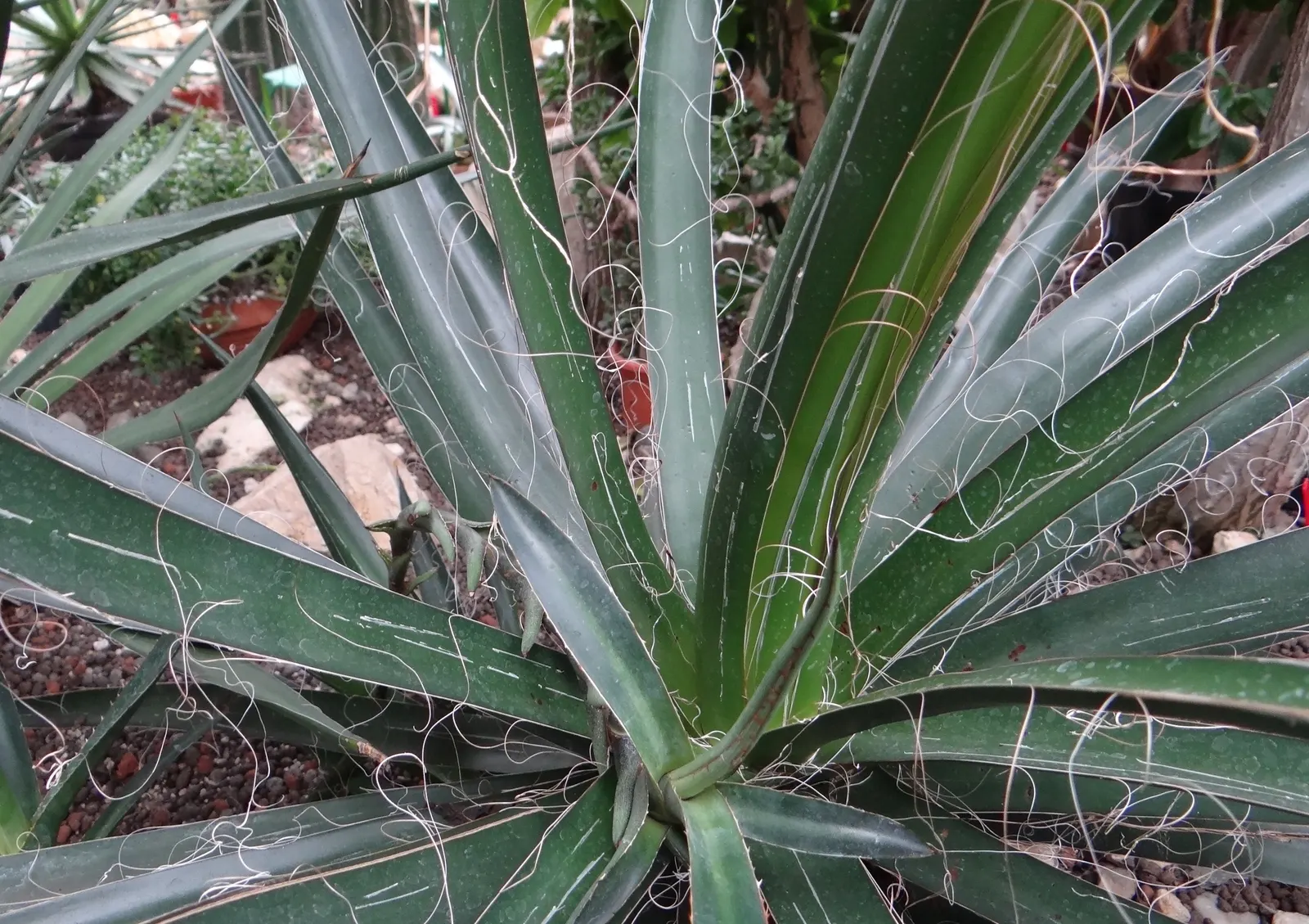 Fiber Thread Agave, Thread-Leaf Aga (Agave Filifera) — Drought-tolerant once established