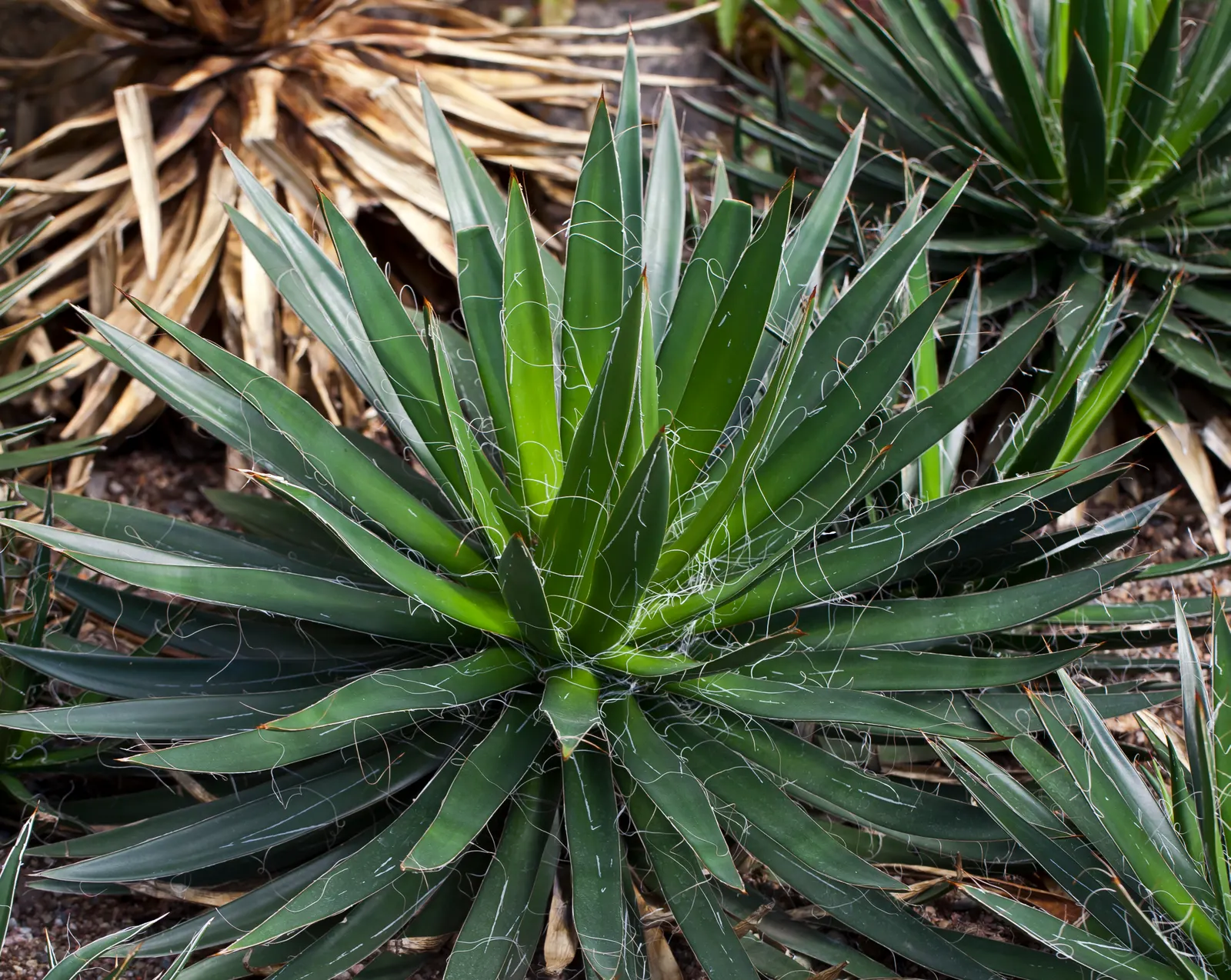 Fiber Thread Agave, Thread-Leaf Aga (Agave Filifera) — is a compact succulent featuring rosettes of dark green leaves up to 18 inches wide; perfect for adding