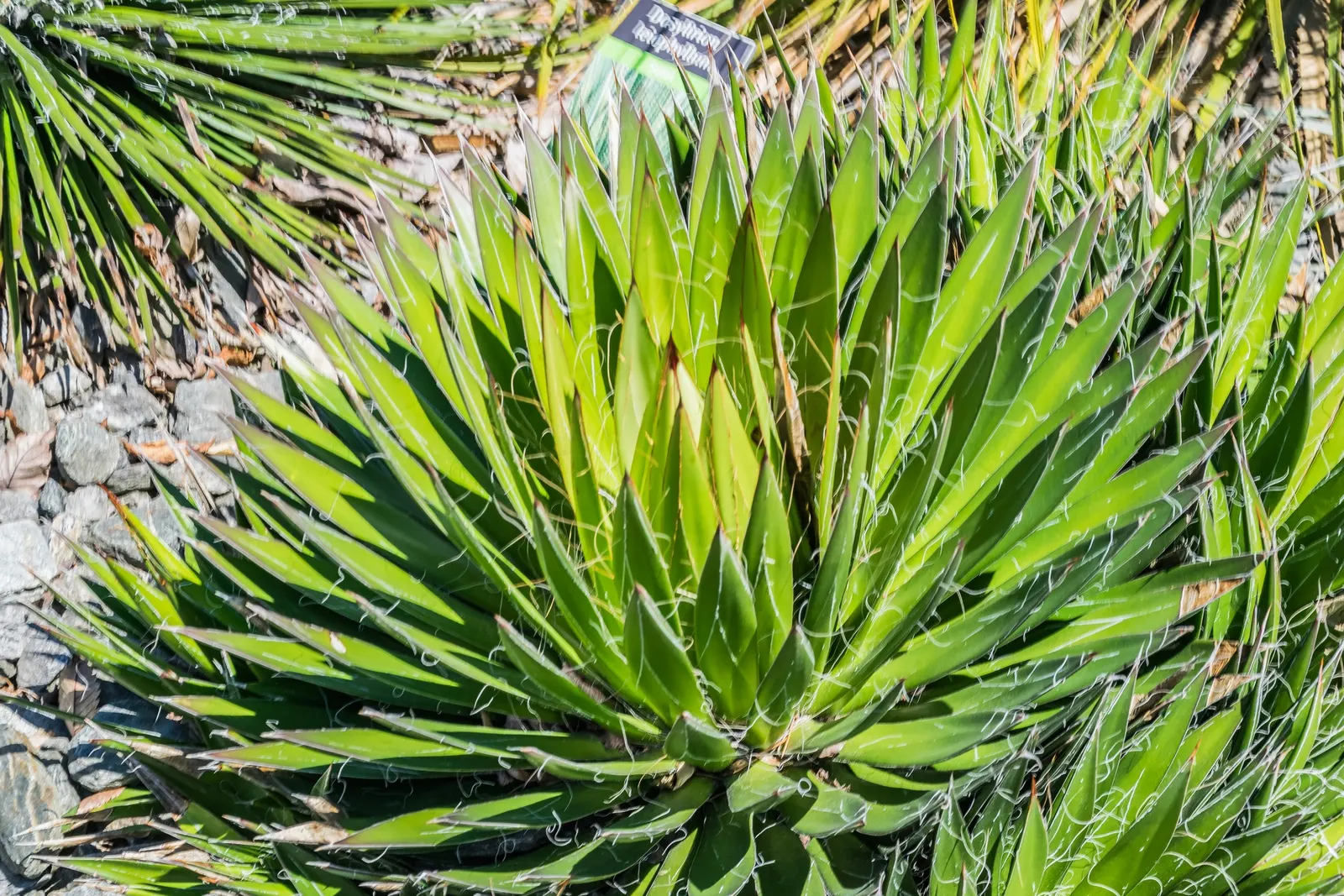 Fiber Thread Agave, Thread-Leaf Aga (Agave Filifera) — commonly referred to as the Fiber Thread Agave or Thread-leaf Agave; succulent for full or half