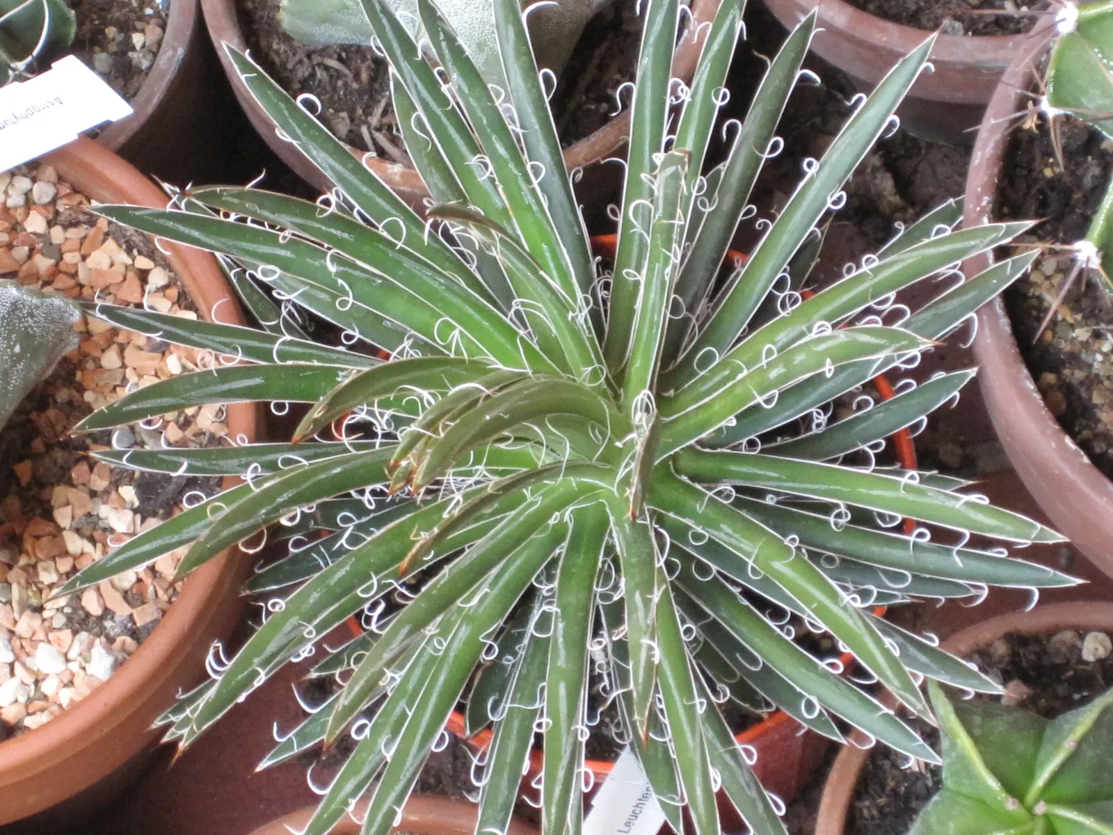 Fiber Thread Agave, Thread-Leaf Aga (Agave Filifera) — fibrous appearance.<br><br>The Fiber Thread Agave is highly drought-tolerant; prefers full sun exposure