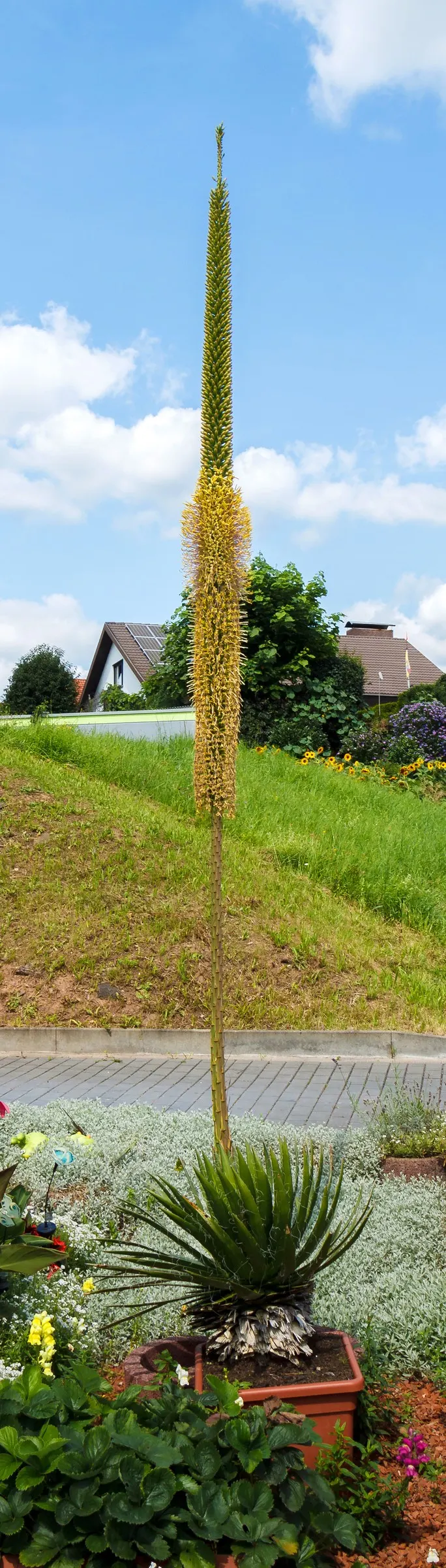 Fiber Thread Agave, Thread-Leaf Aga (Agave Filifera) — commonly known as Fiber Thread Agave or Thread-leaf Aga