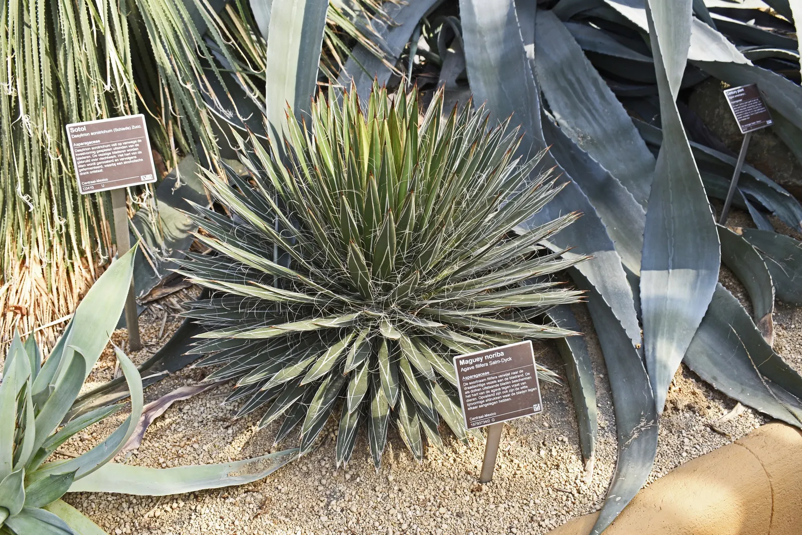 Fiber Thread Agave, Thread-Leaf Aga (Agave Filifera) — averaging about 18 inches in length and up to 1.5 inches wide; dramatic flower stalk reaching heights of