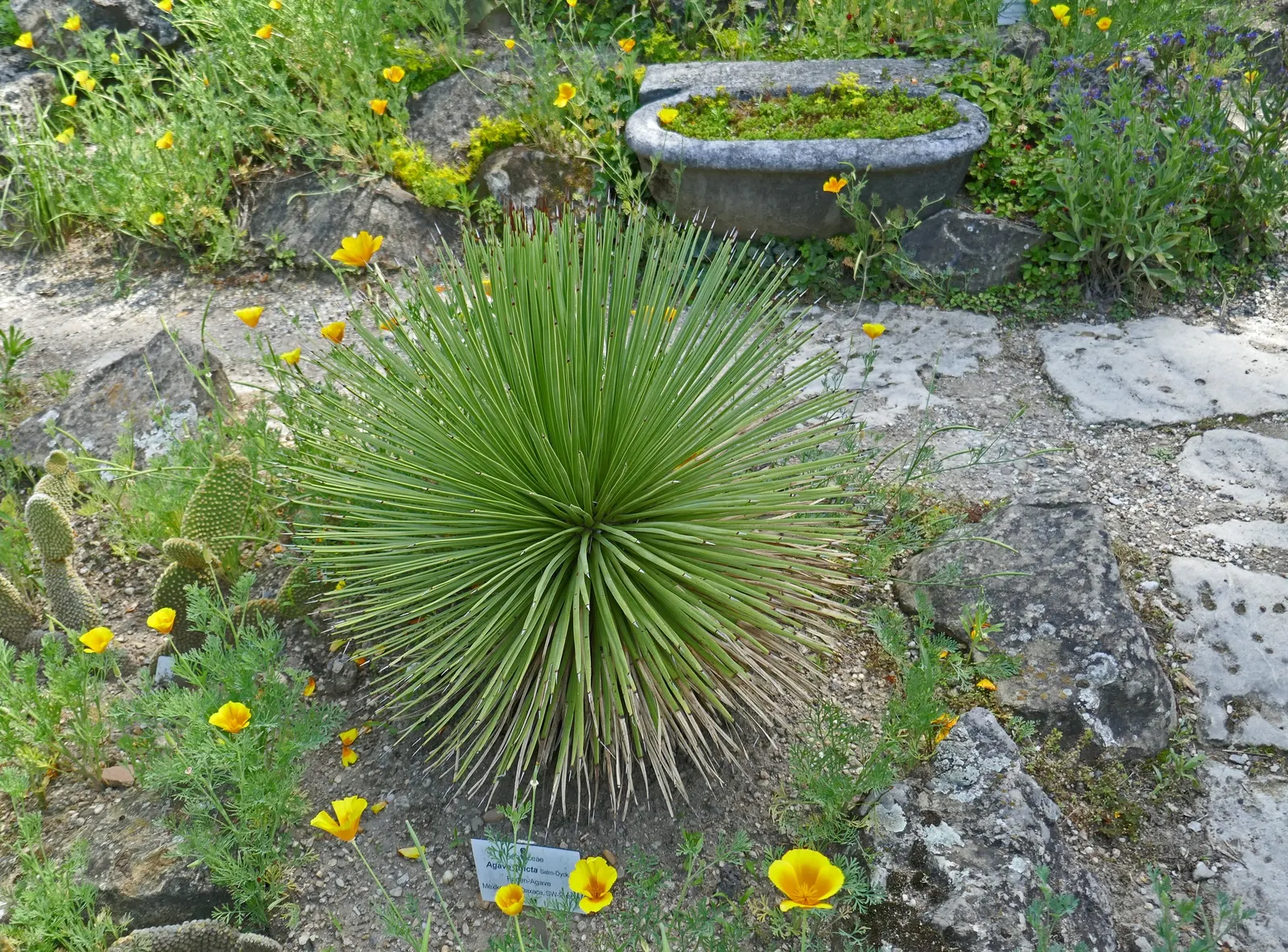 Fiber Thread Agave, Thread-Leaf Aga (Agave Filifera) — placement should be thoughtful