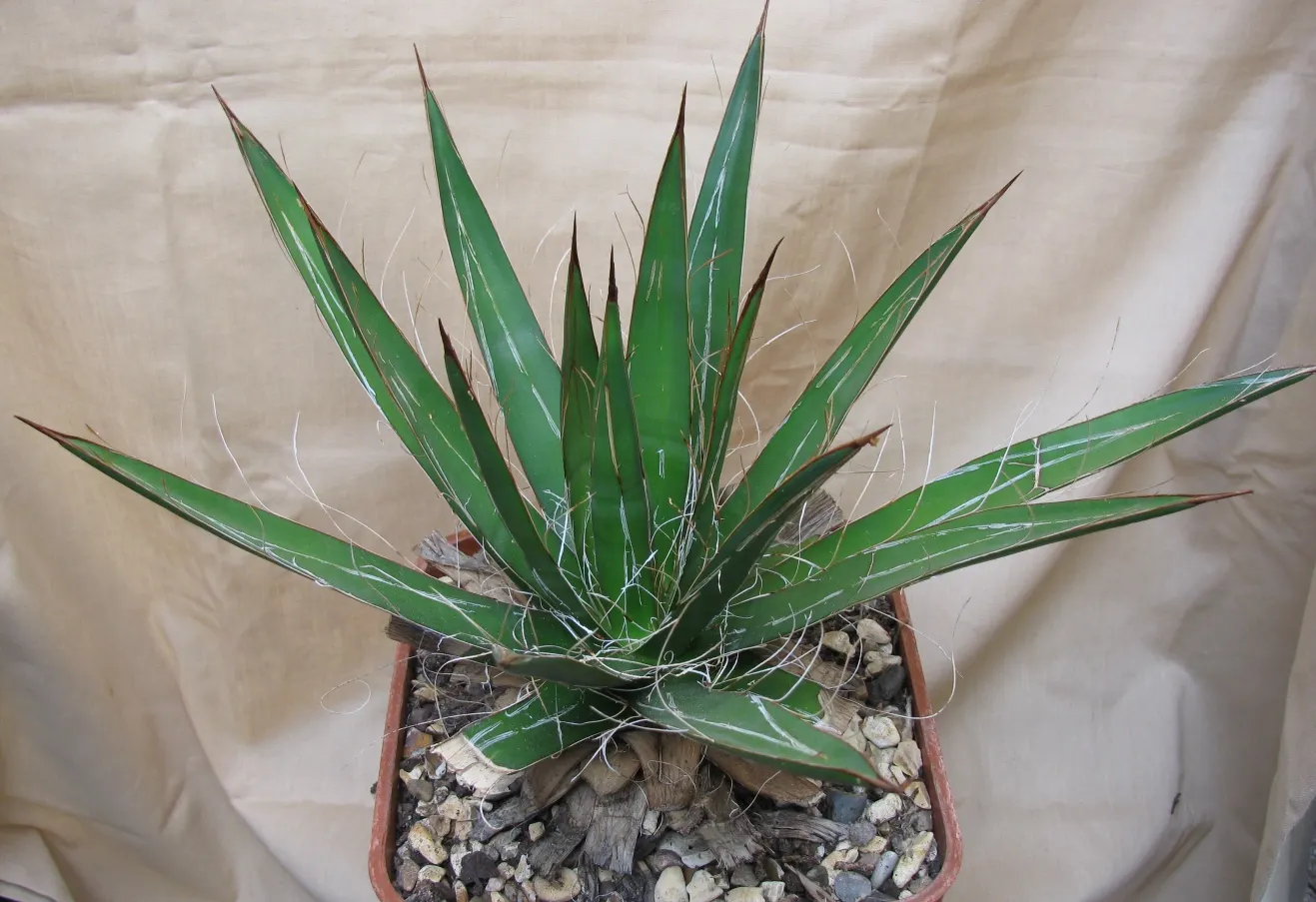 Fiber Thread Agave, Thread-Leaf Aga (Agave Filifera) — making it ideal for xeriscaping or low-water gardens; averaging about 18 inches in length and up to 1.5