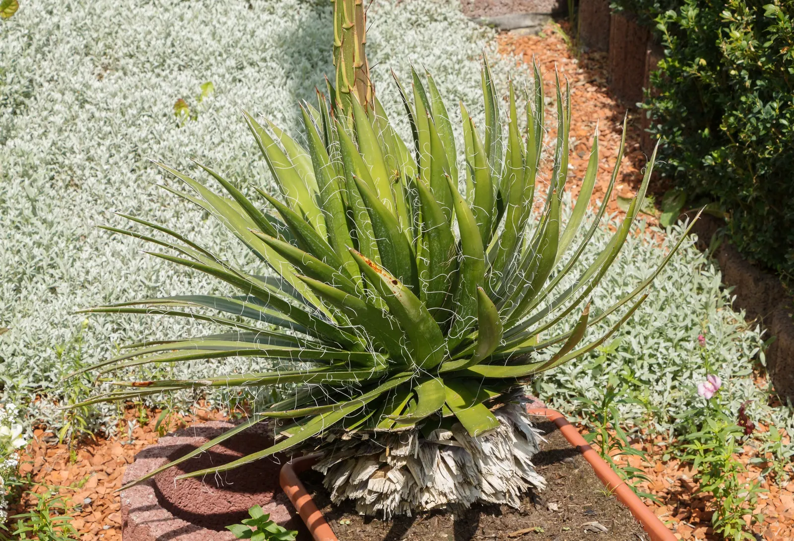 Fiber Thread Agave, Thread-Leaf Aga (Agave Filifera) — preferring full sun exposure but can tolerate some light shade