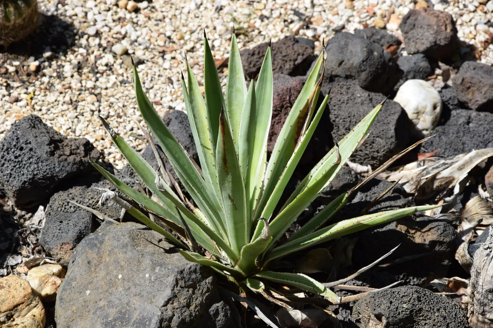 Fiber Thread Agave, Thread-Leaf Aga (Agave Filifera) — Perfect for adding an exotic touch to your landscape design