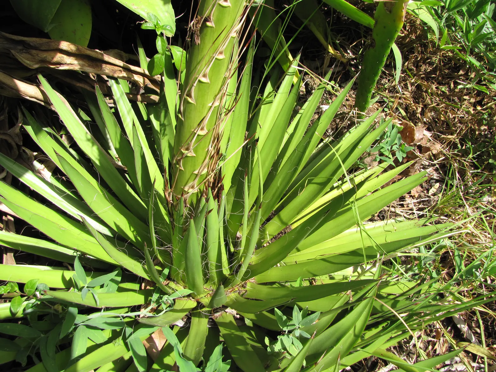 Fiber Thread Agave, Thread-Leaf Aga (Agave Filifera) — However, it is a monocarpic plant, flowering once before dying