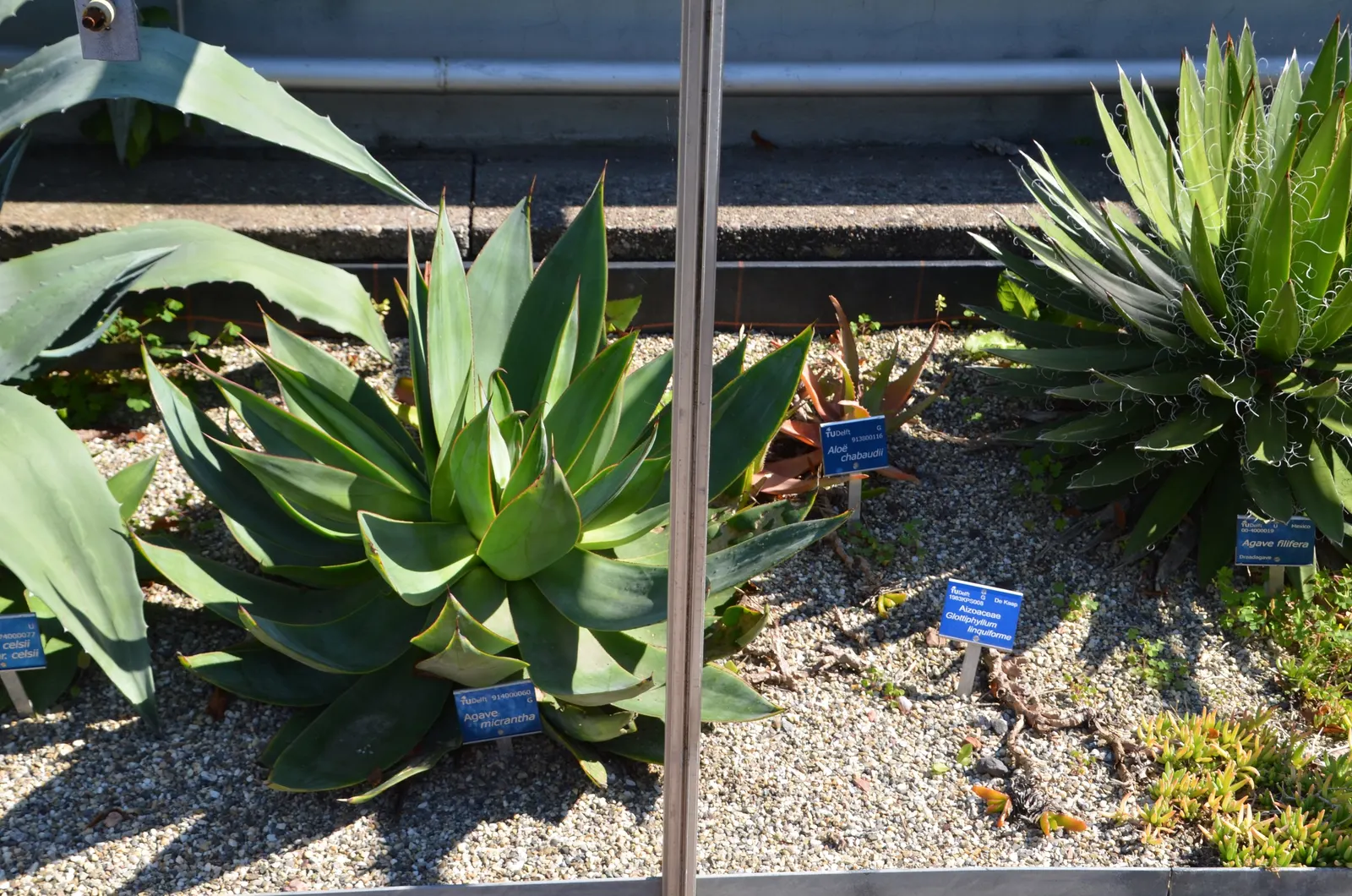Fiber Thread Agave, Thread-Leaf Aga (Agave Filifera) — commonly known as Fiber Thread Agave or Thread-leaf Aga; this low-maintenance perennial thrives in USDA