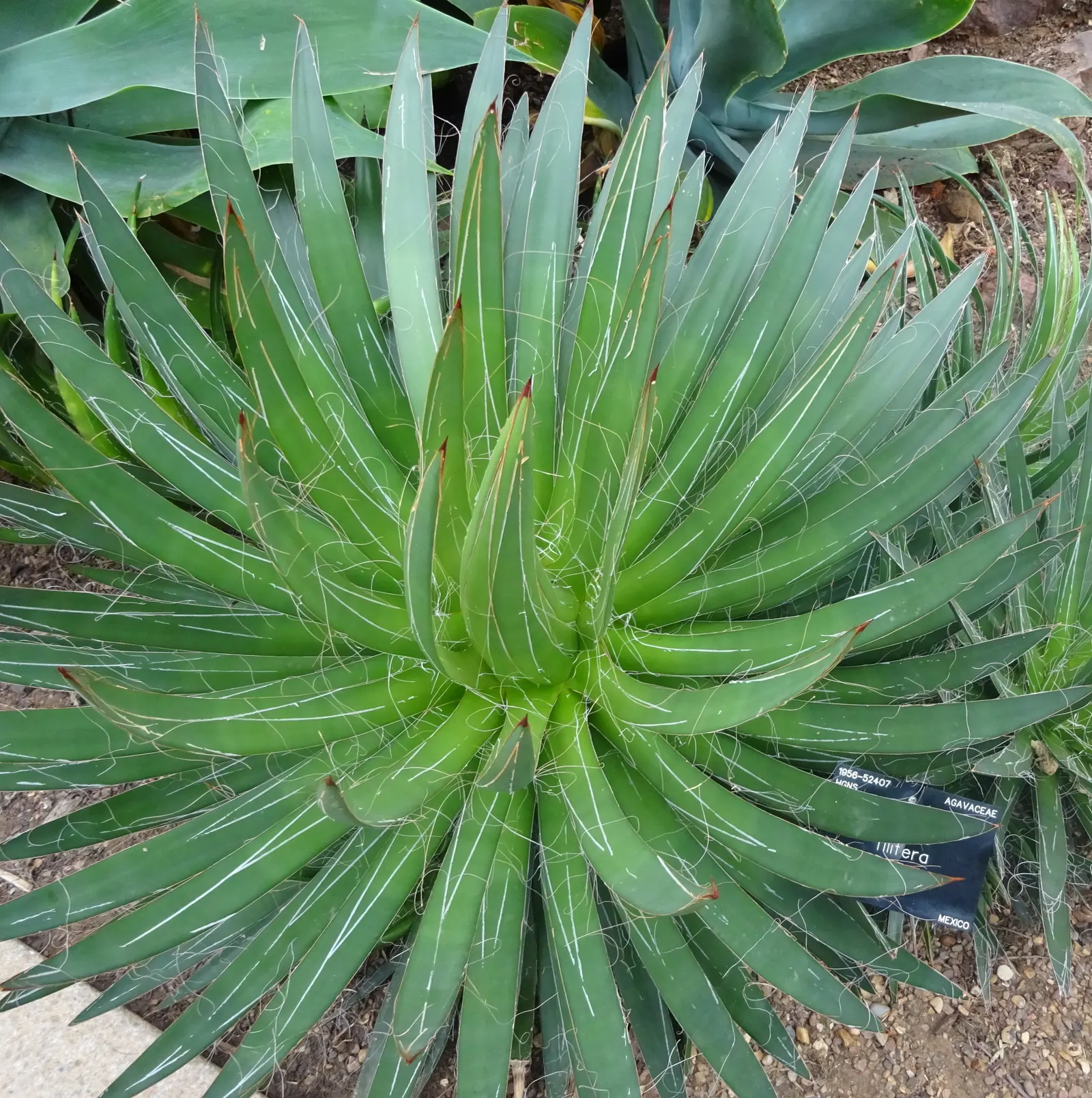 Fiber Thread Agave, Thread-Leaf Aga (Agave Filifera) — This low-maintenance perennial thrives in USDA zones 8-11