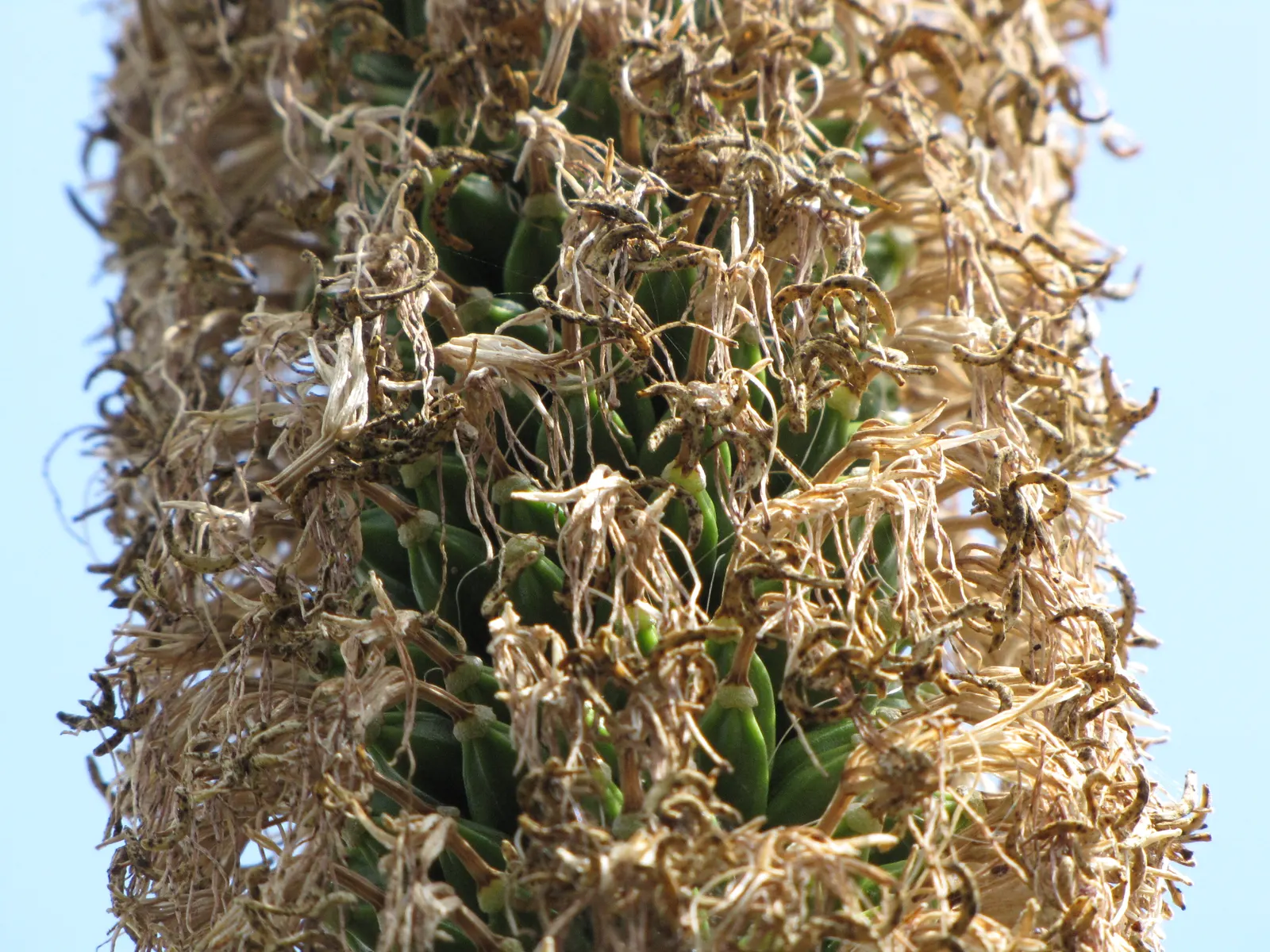 Fiber Thread Agave, Thread-Leaf Aga (Agave Filifera) — fibrous appearance.<br><br>The Fiber Thread Agave is highly drought-tolerant