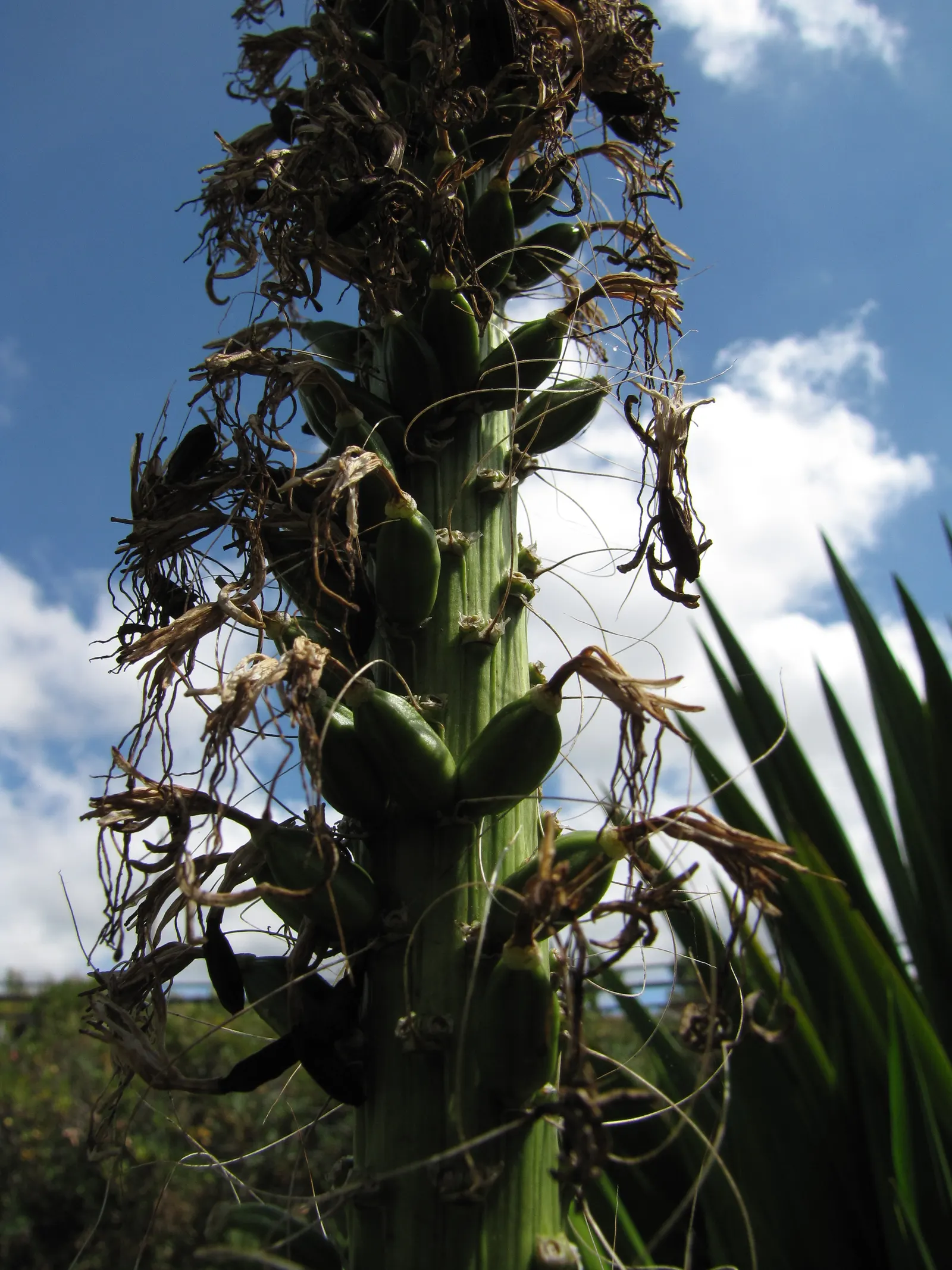 Fiber Thread Agave, Thread-Leaf Aga (Agave Filifera) — with a characteristic array of white filaments along their margins creating a unique