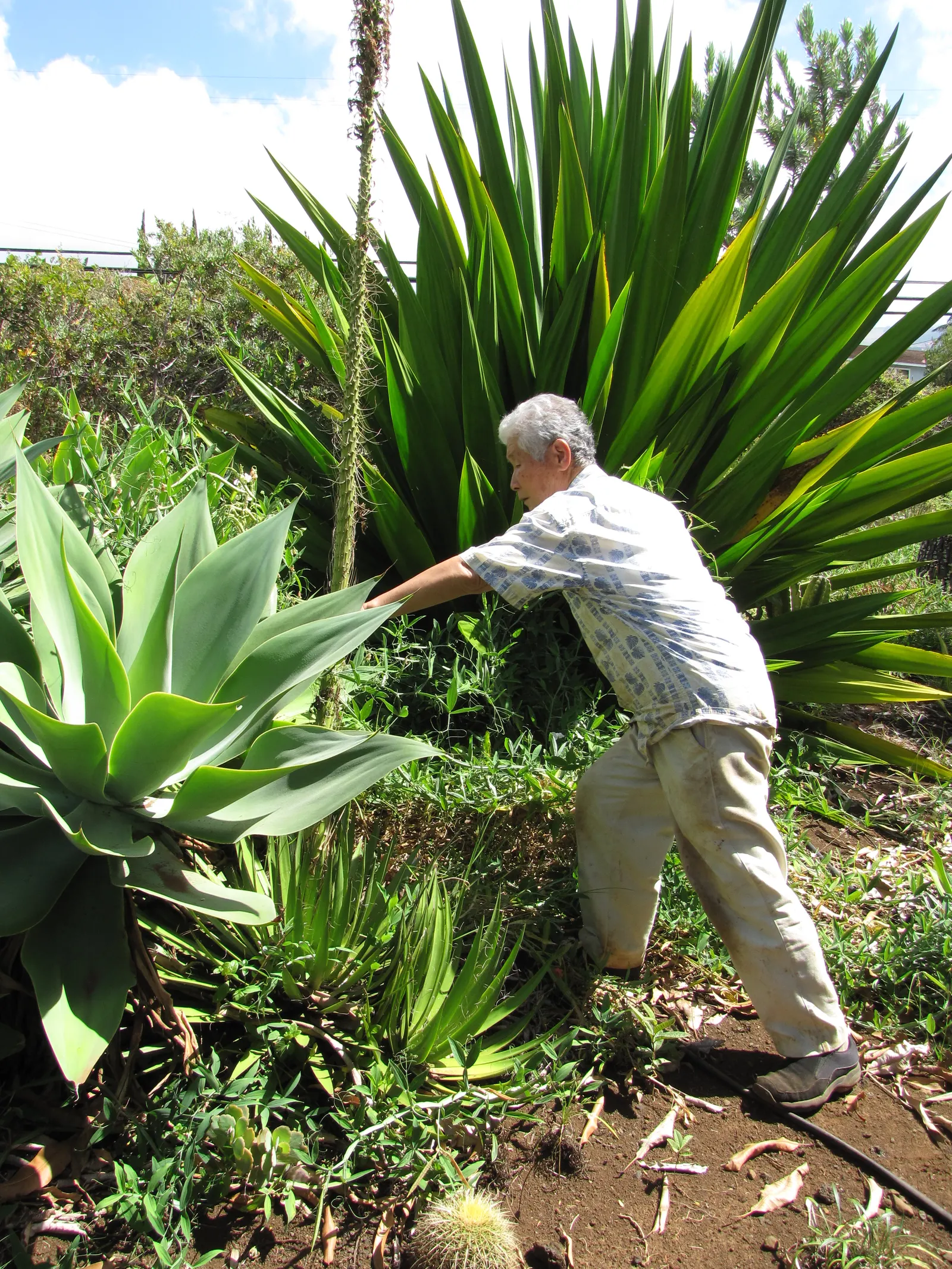 Fiber Thread Agave, Thread-Leaf Aga (Agave Filifera) — prefers full sun exposure