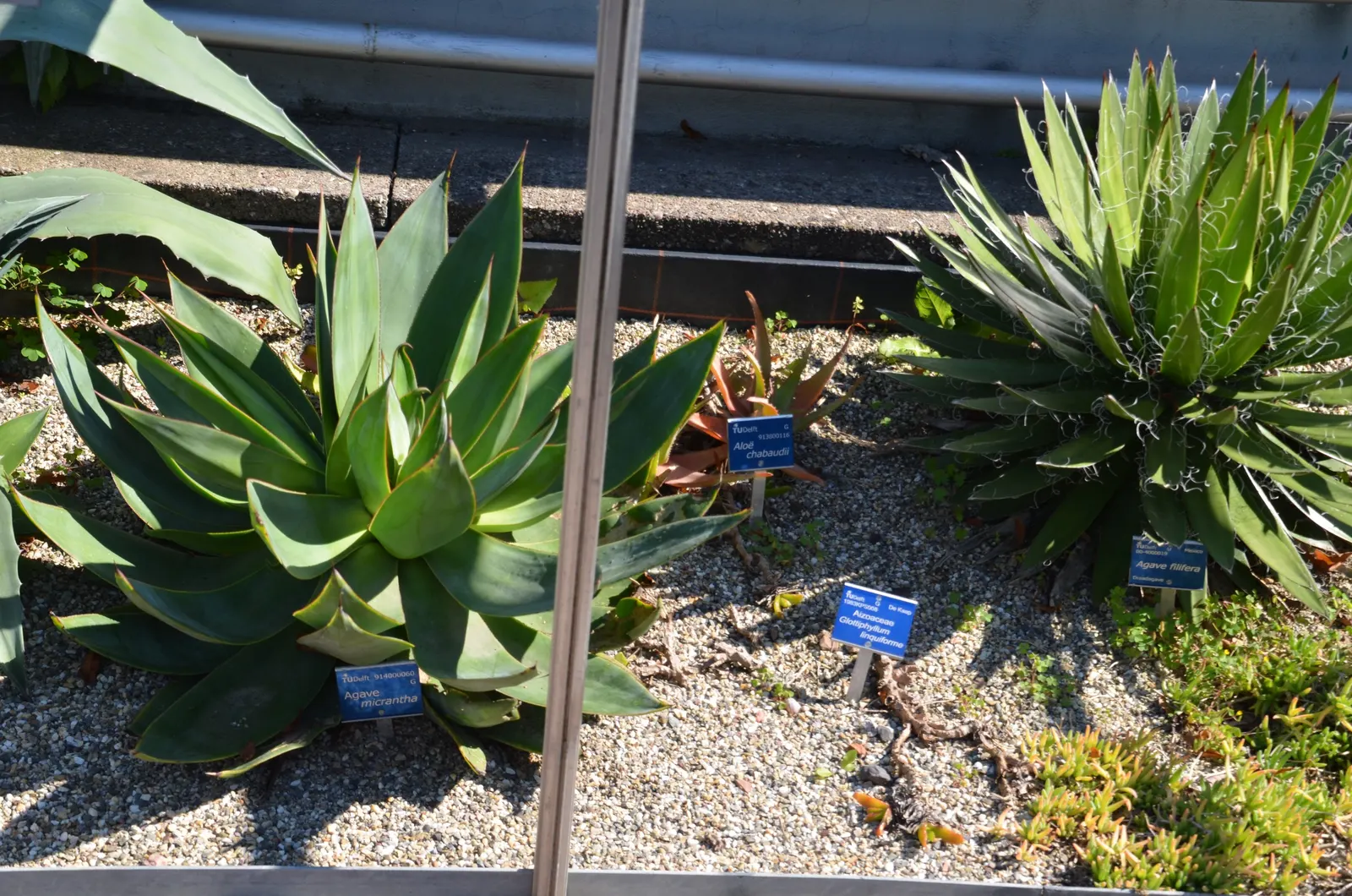 Fiber Thread Agave, Thread-Leaf Aga (Agave Filifera) — prefers full sun exposure; is a compact succulent featuring rosettes of dark green leaves up to 18